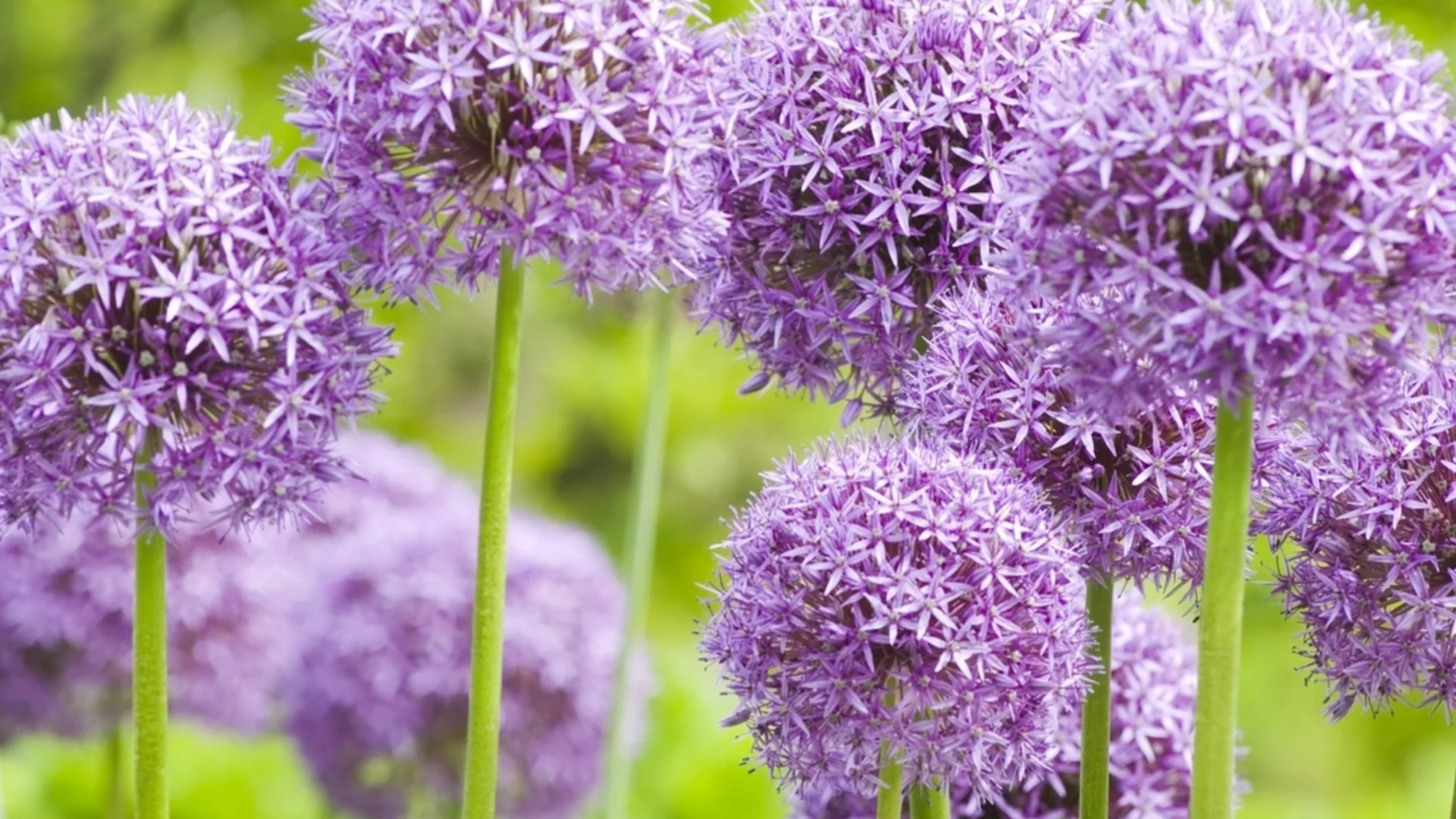 Засадете това цвете в градината си и ще забравите за кърлежите