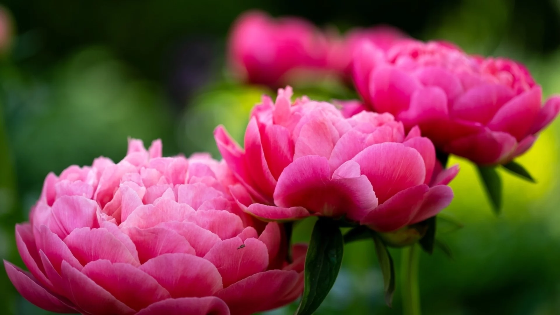 Вредят ли мравките на божурите?