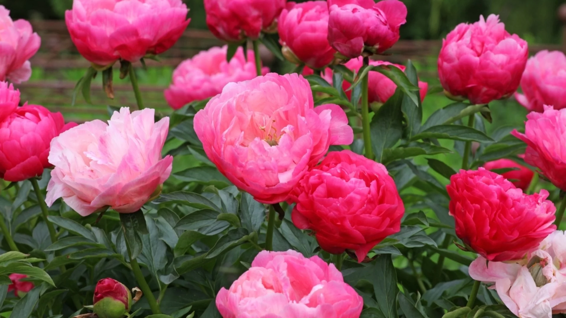 Засадете това растение до божурите и ще растат като луди