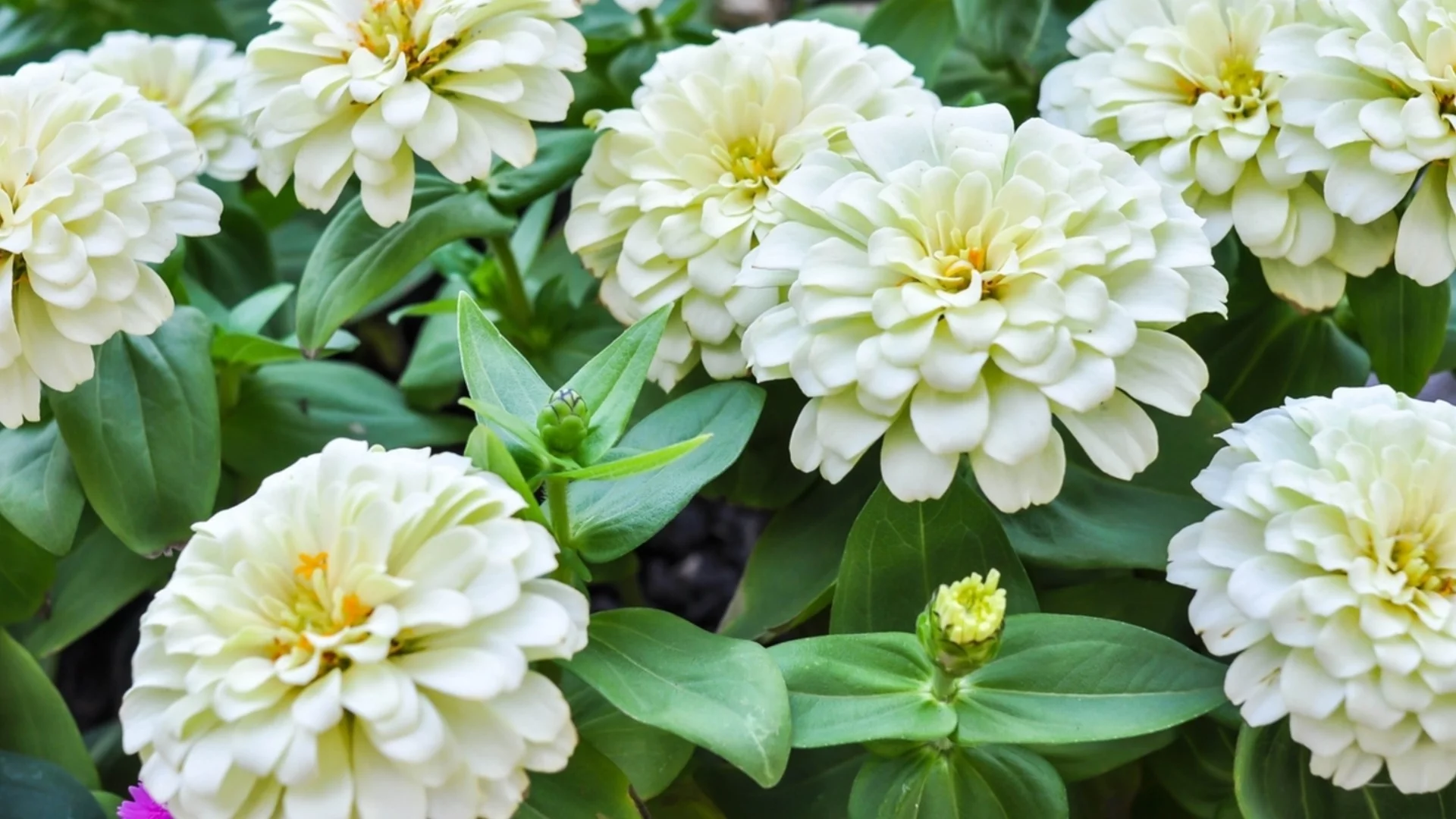 7 растения, които могат да съсипят циниите ви, ако ги отглеждате наблизо