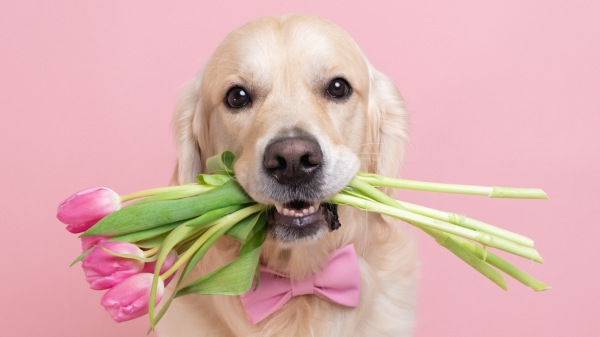 Опасностите на пролетта с жълт код. Времето утре - 28 април 2026 г. (КАРТА)