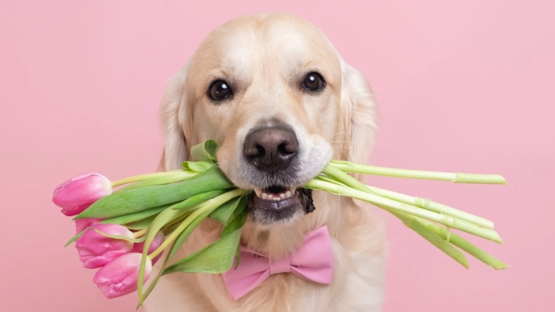 Опасностите на пролетта с жълт код. Времето утре - 28 април 2026 г. (КАРТА)