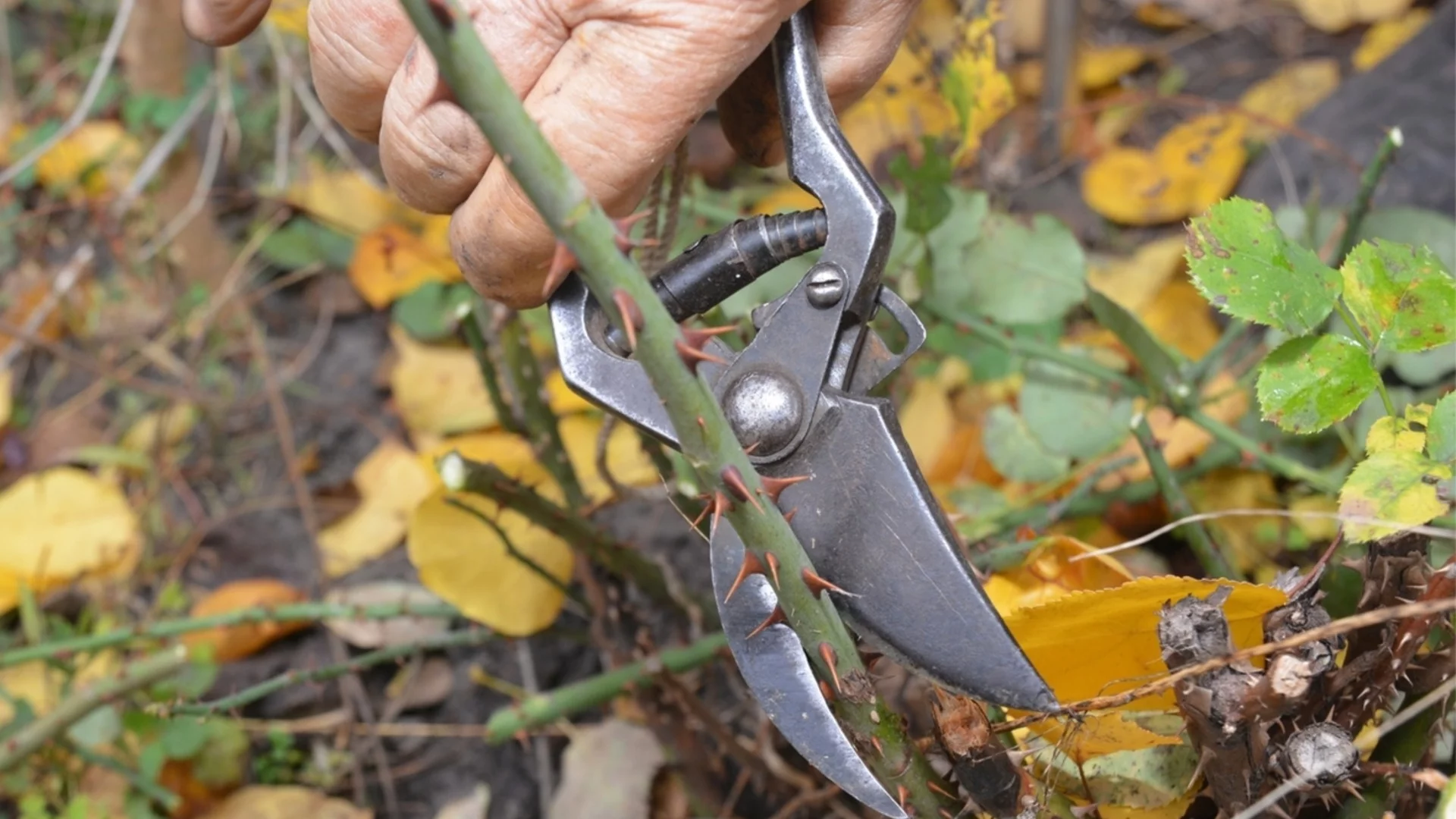 Кога да подрязвате розите за най-здравословни растежи