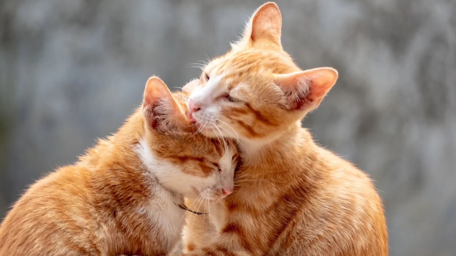 След Гергьовден: 3 зодии ще си намерят щастието