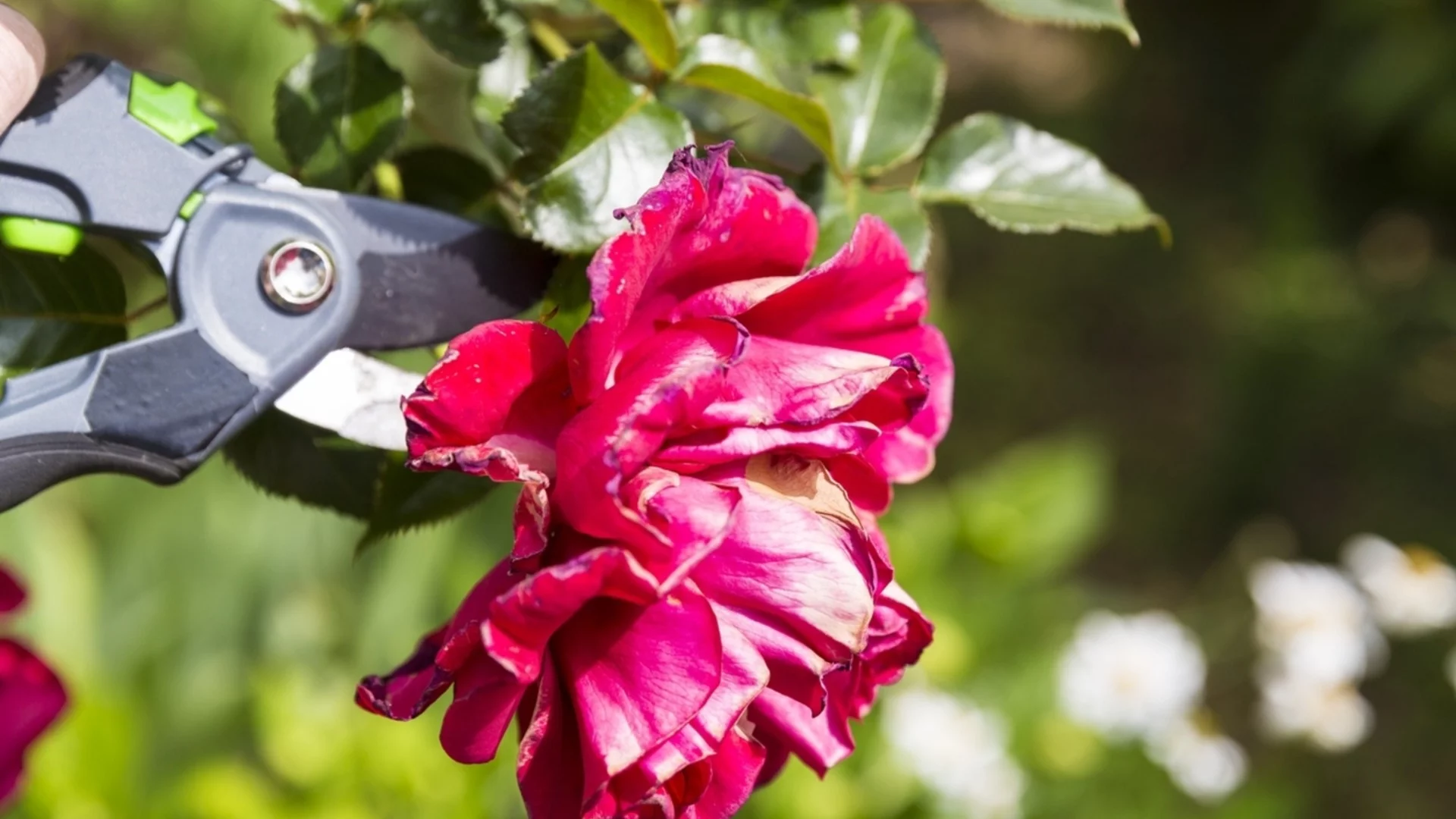 Най-честите вредители по розите и как да се отървете от тях