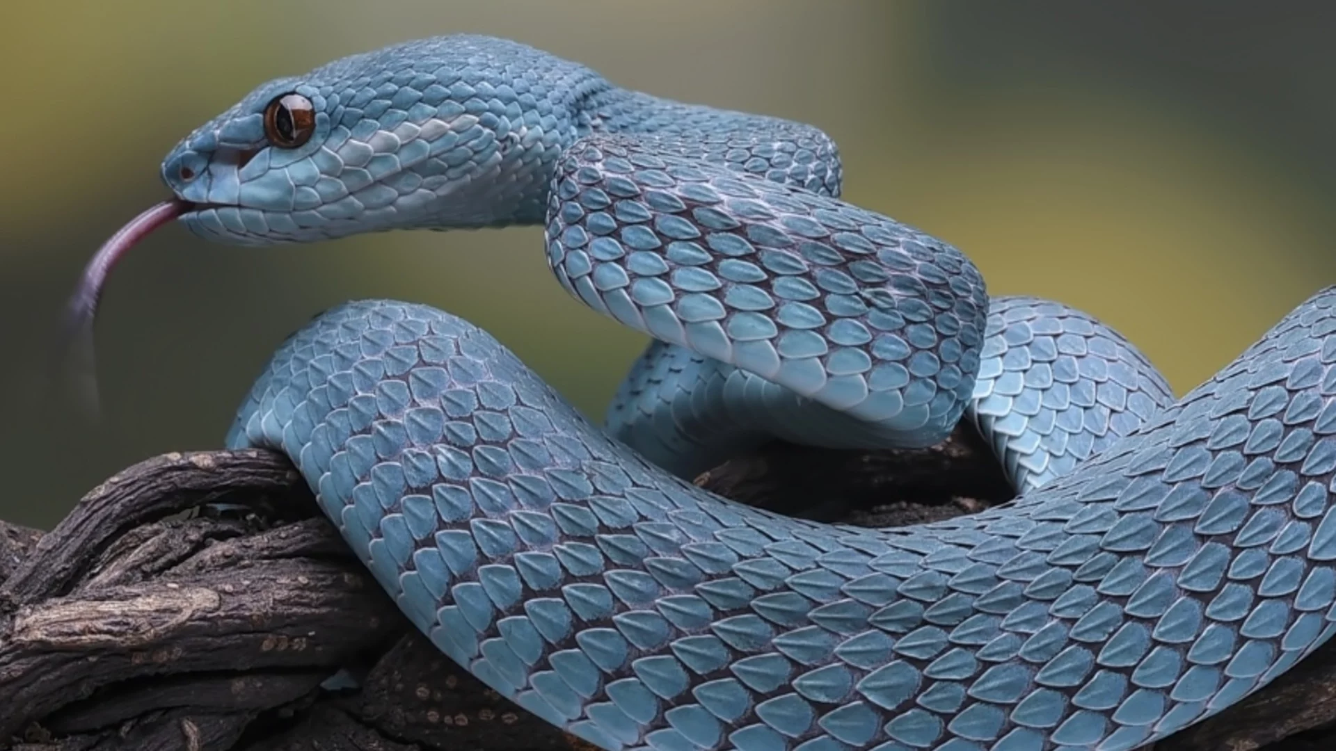 Проверявайте колите си! 1,5-метрова змия се скри в двигател, наложи се намеса на полицията