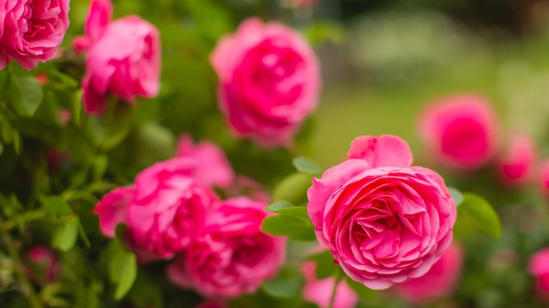 Най-добрите растения-компаньони за розите