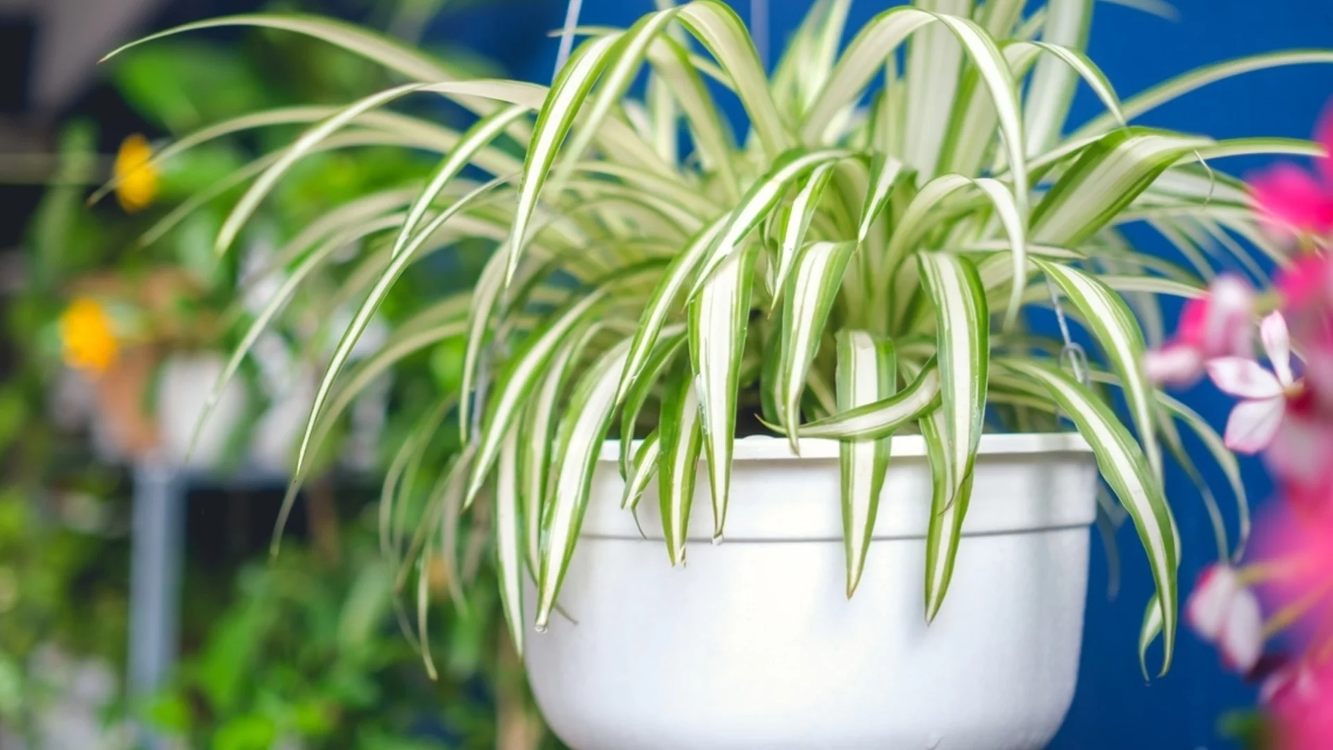 Кой е най-бързият начин да отглеждате растение паяк?  