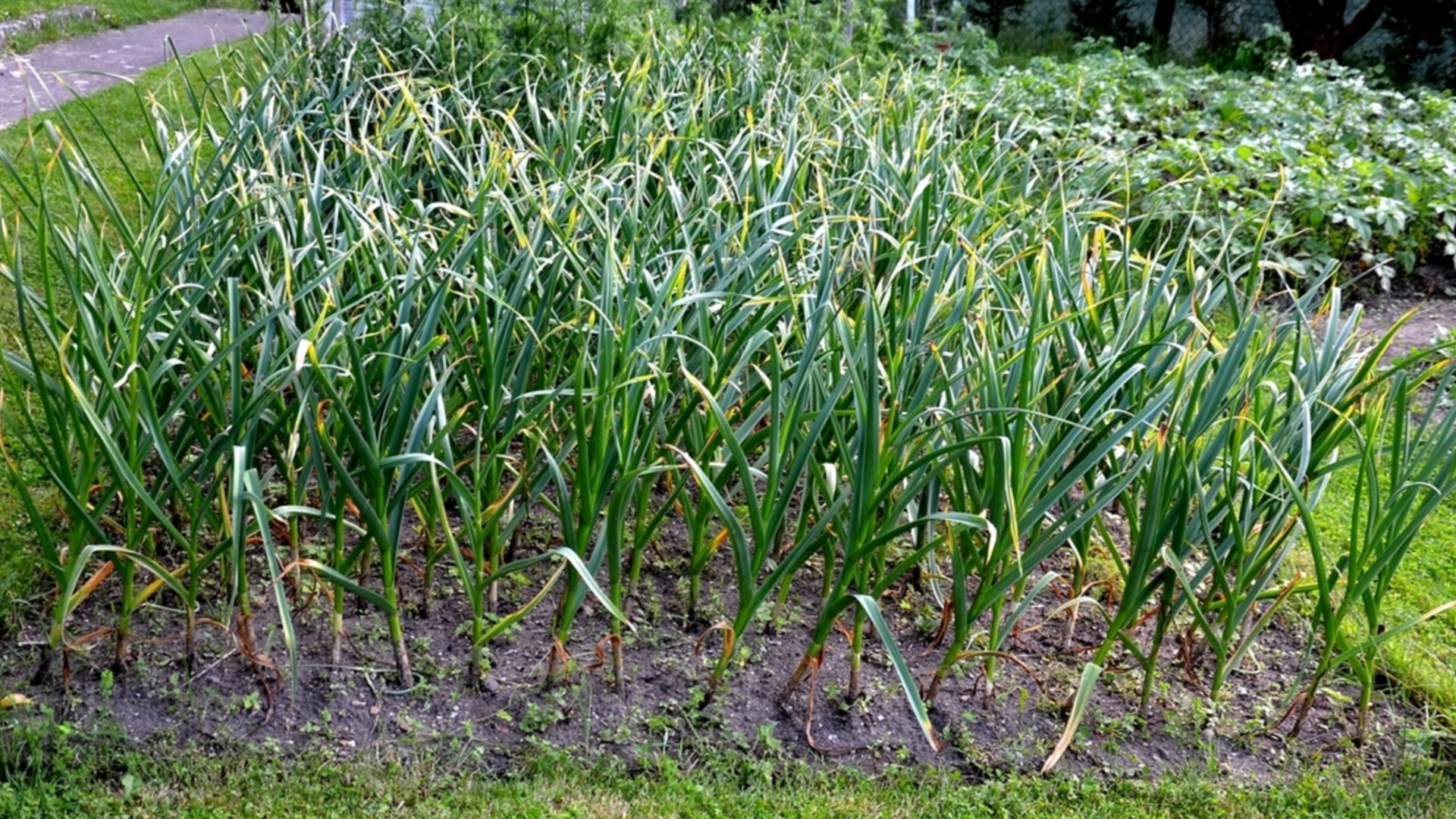 Как да засадите праз през април за голяма и вкусна лятна реколта