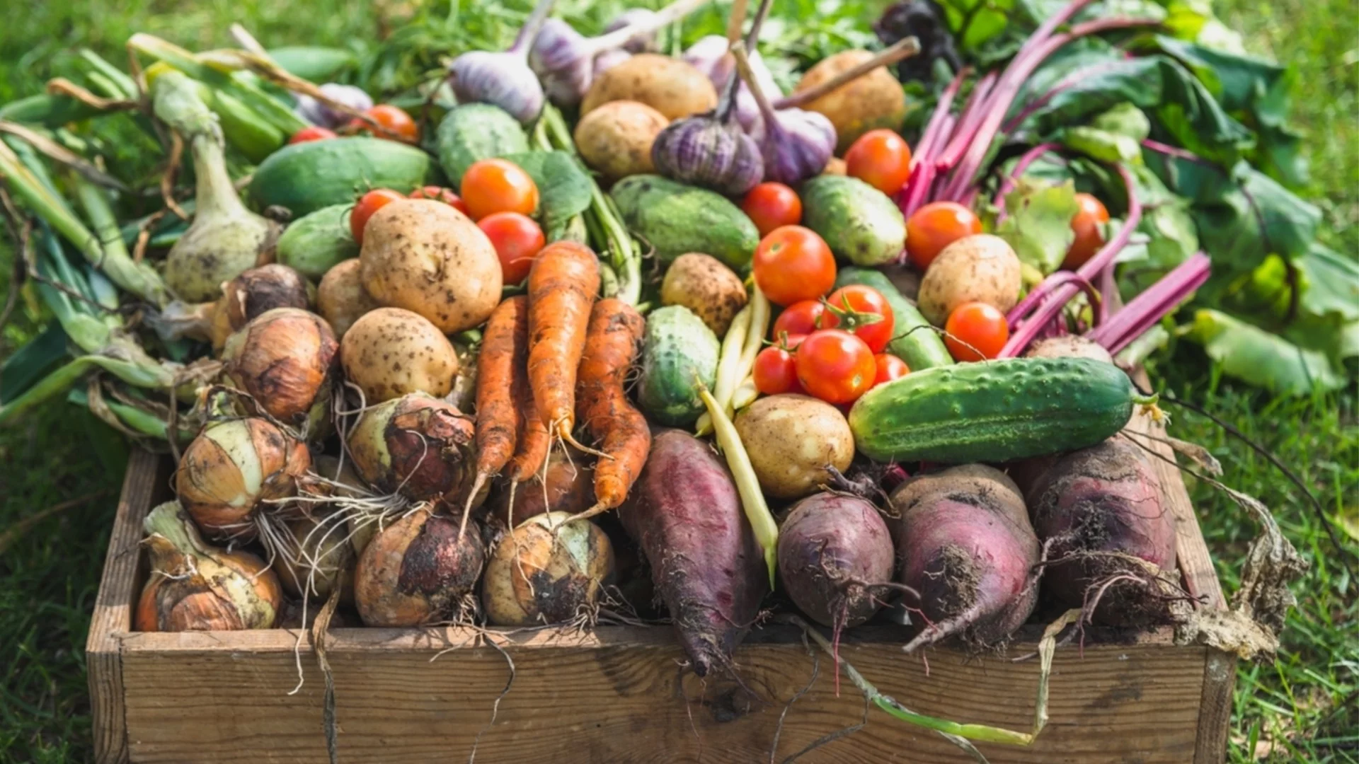 30-дневната реколта: Бързи култури, които ще осигурят храна на трапезата още следващия месец