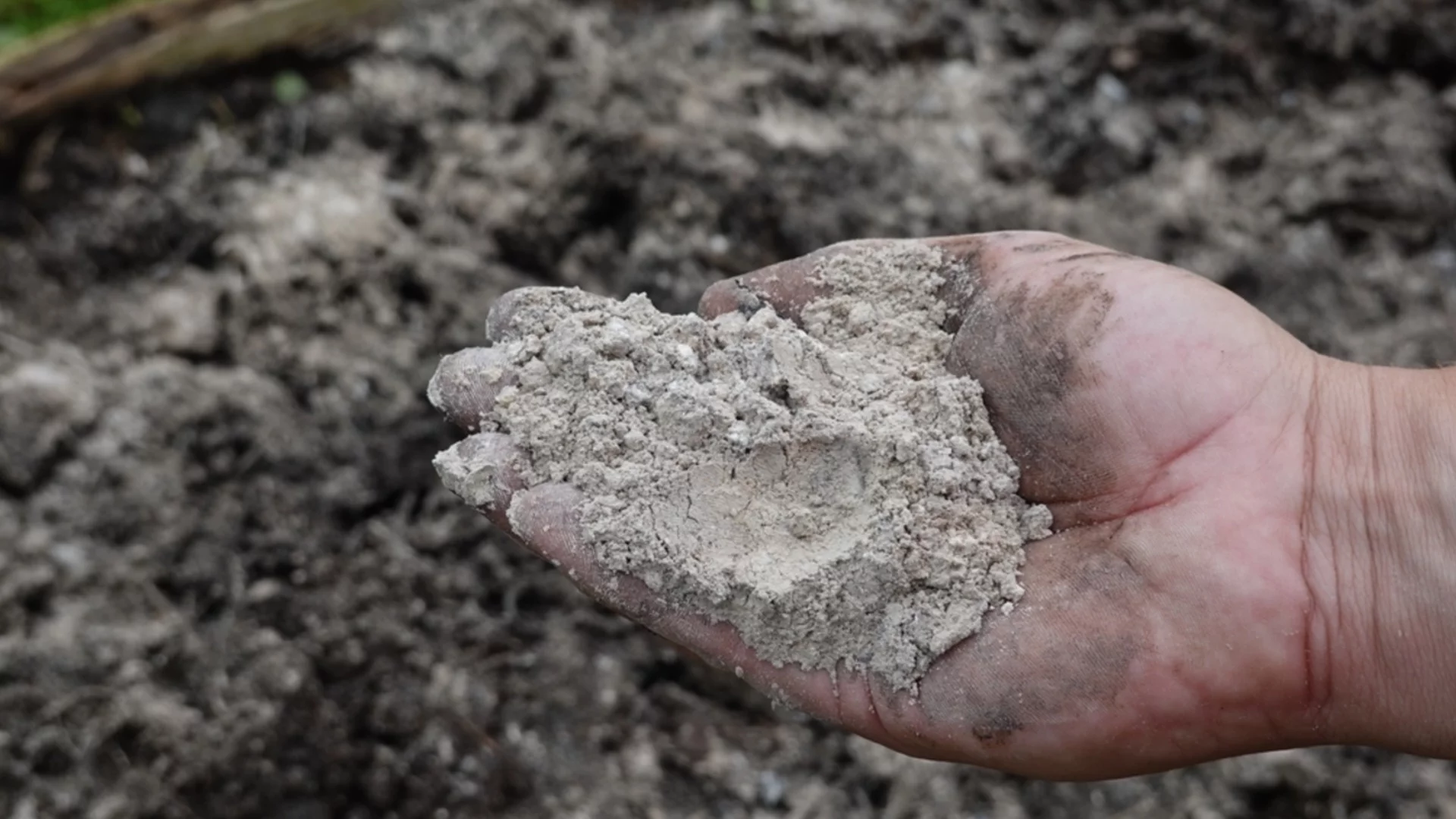 Как да наторите доматите с пепел през пролетта