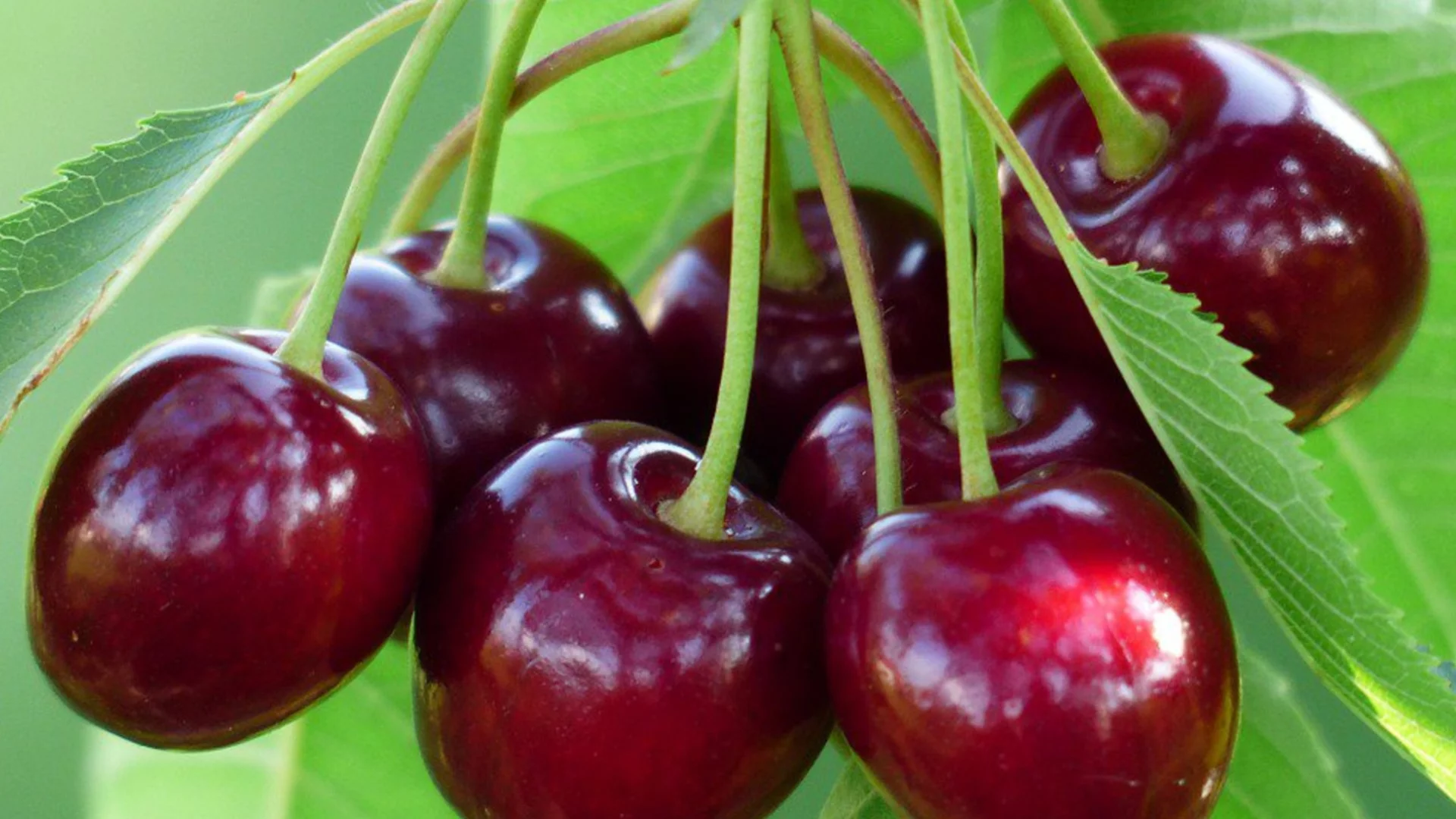 Бързорастящи овощни дървета с голи корени за изобилна реколта за нула време