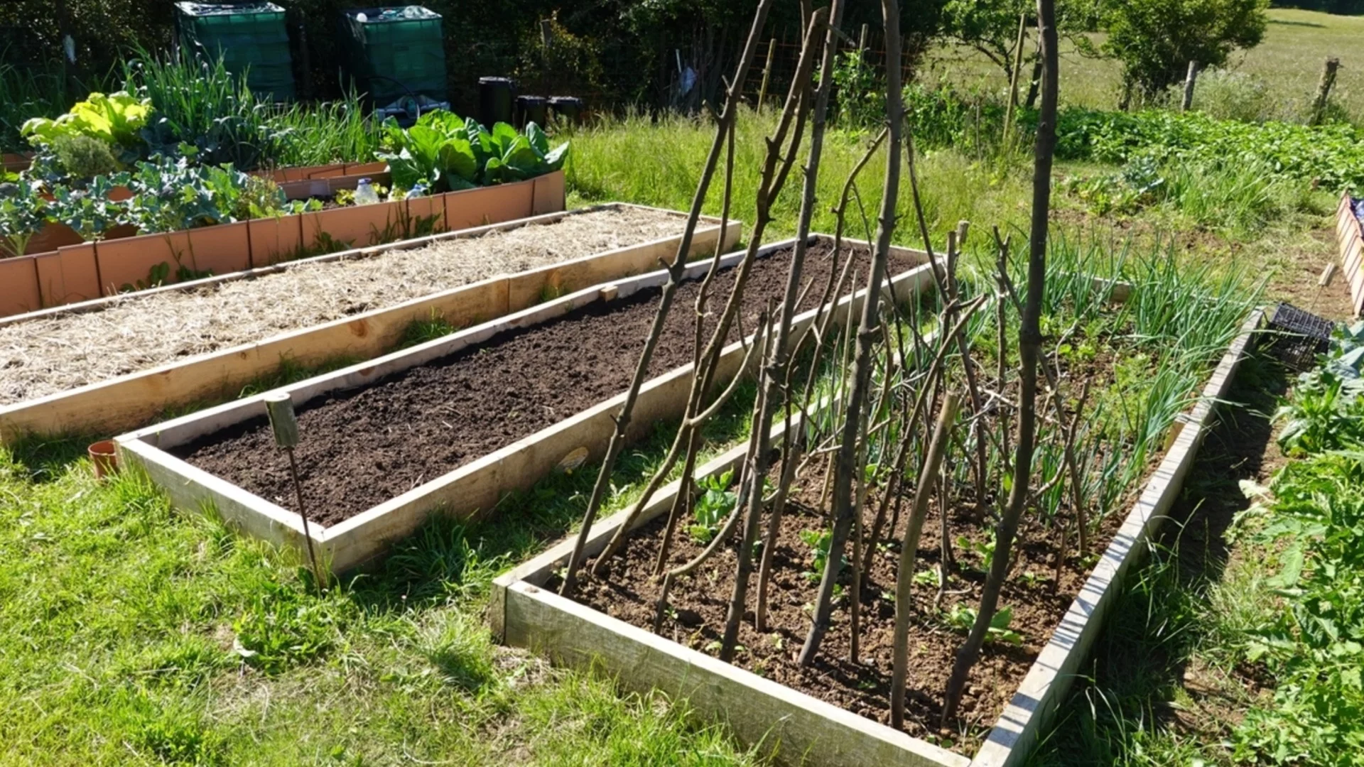 Билки, които виреят добре в повдигнати градински лехи