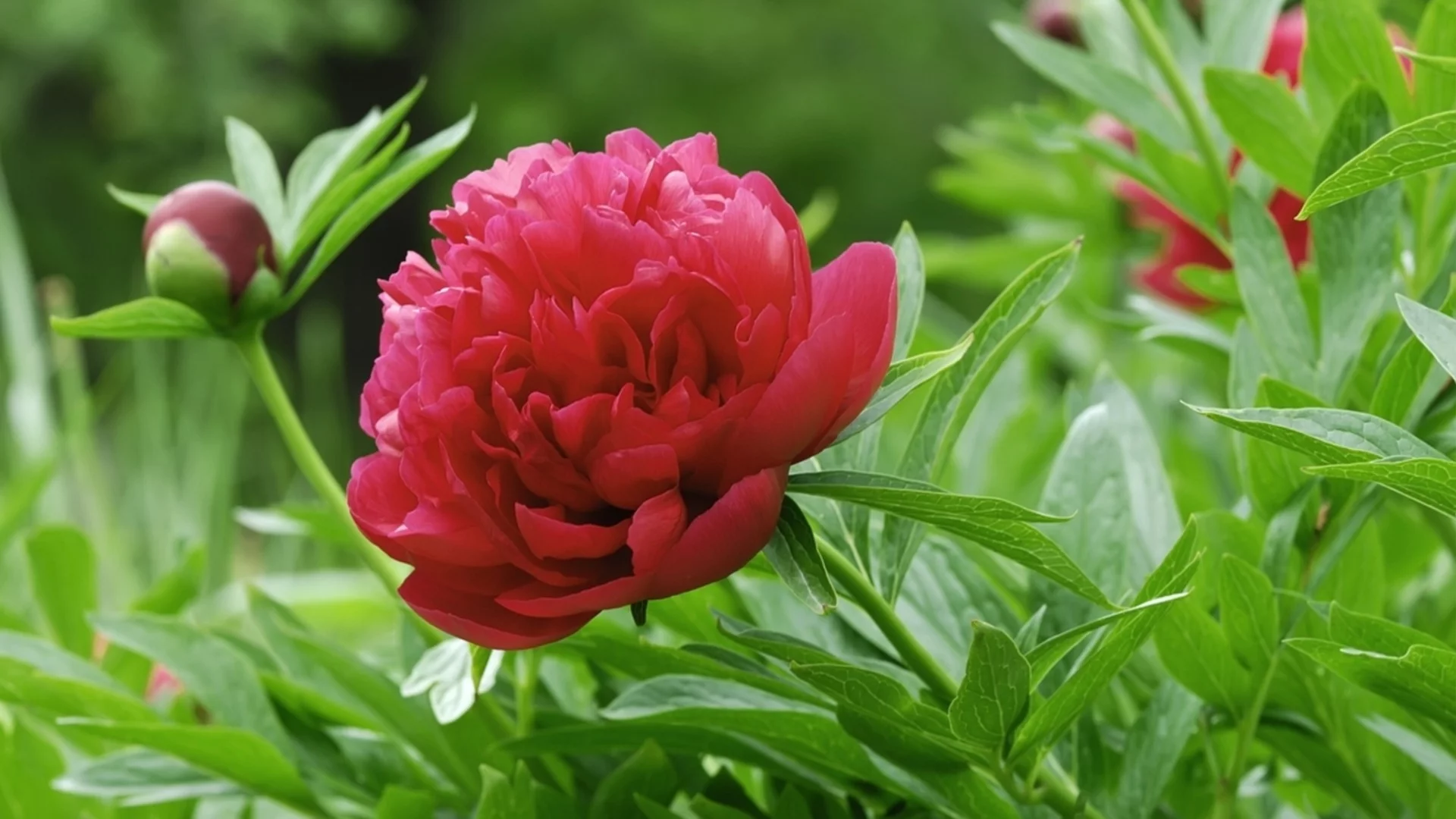 Най-лошите съседи в градината: Никога не засаждайте тези растения заедно