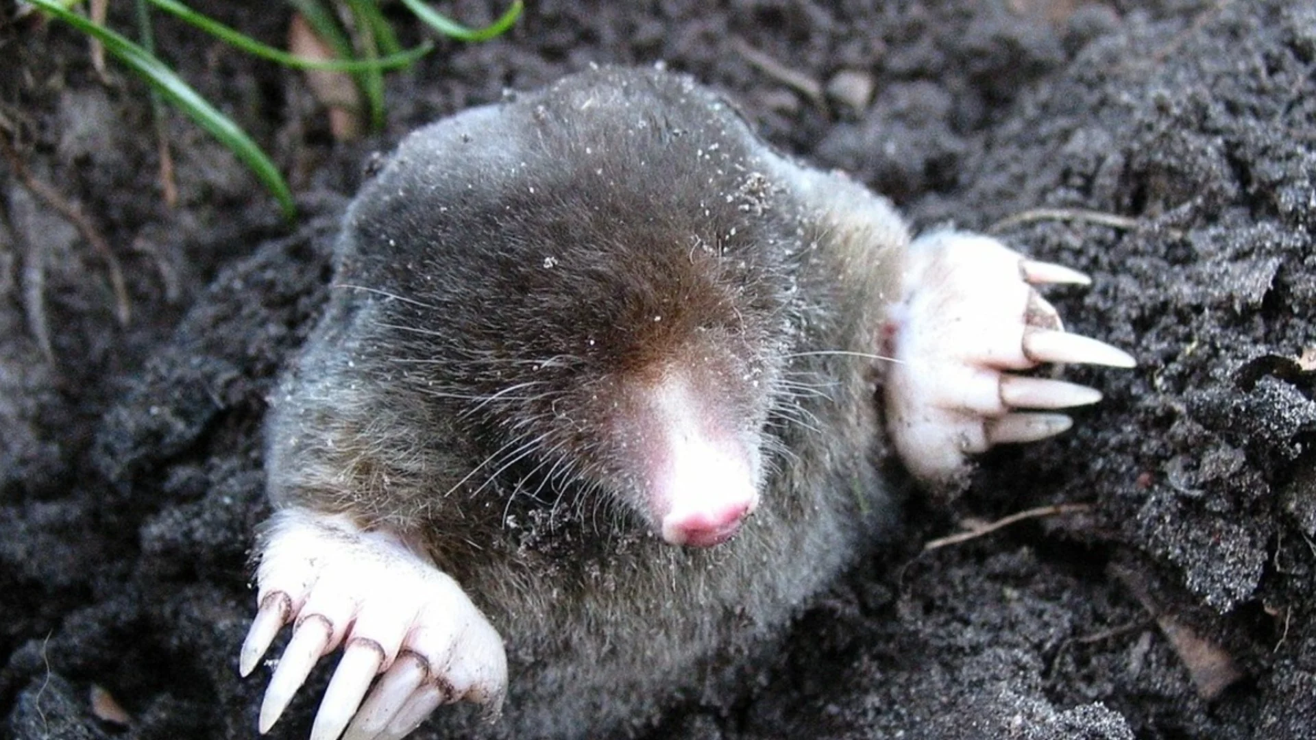 Изсипете това в дупките на къртиците и те ще напуснат градината ви