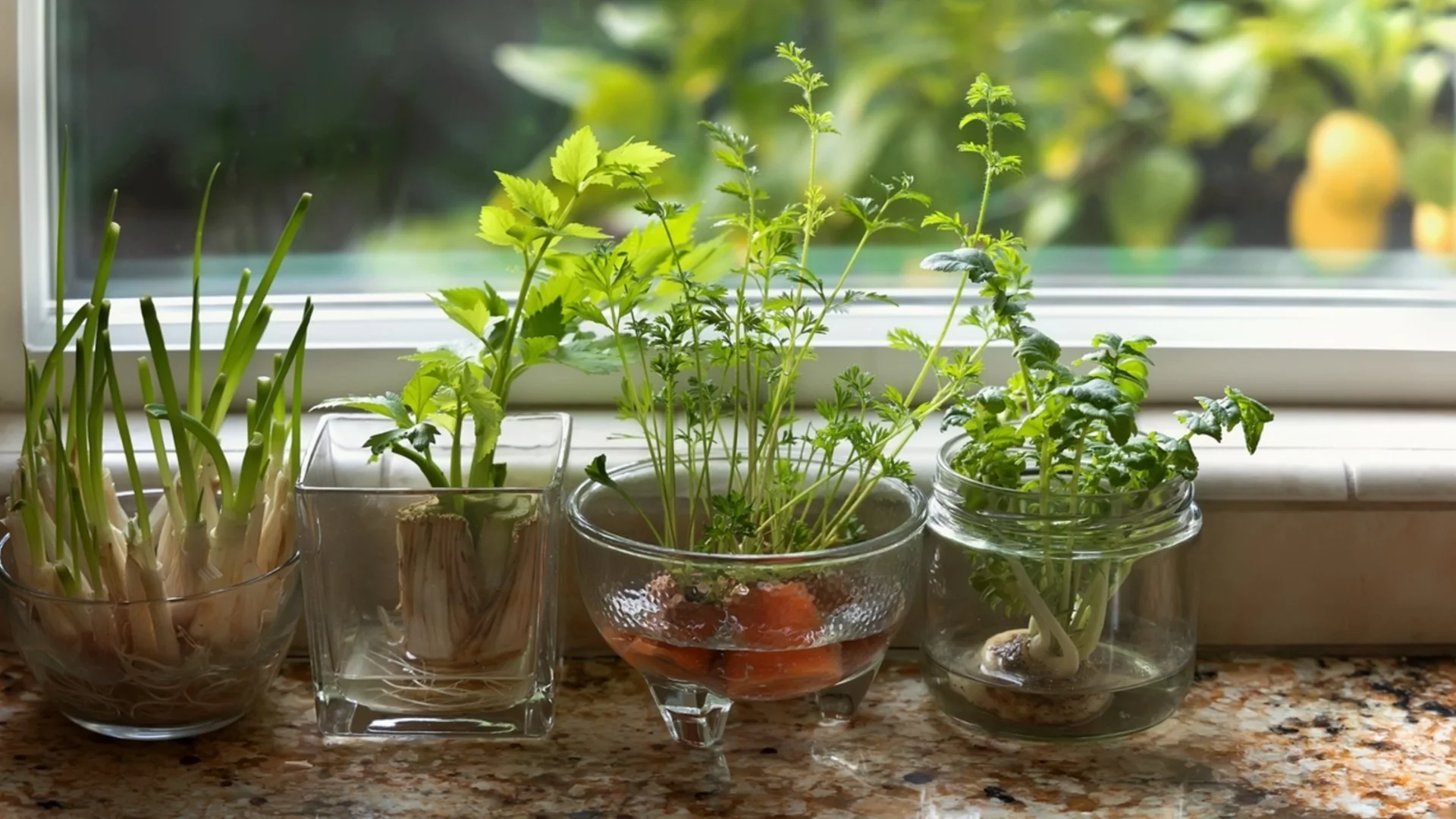 Как да отглеждаме подправки у дома, дори без двор