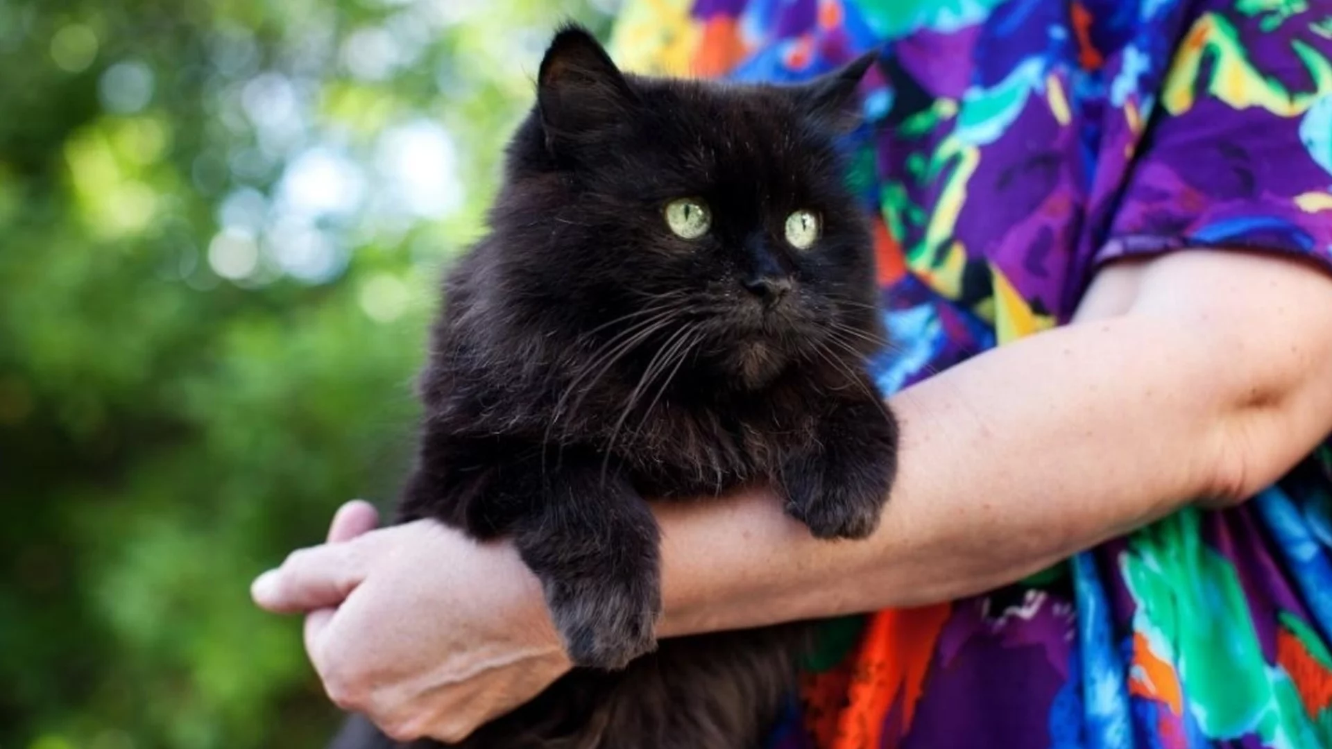 От каква храна се нуждаят котките в зряла и напреднала възраст?