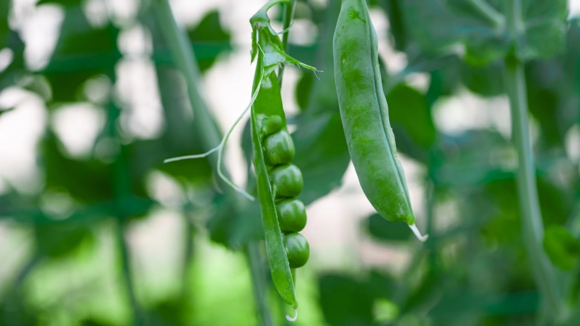 Как да подготвим леха за грах, преди почвата да изсъхне напълно