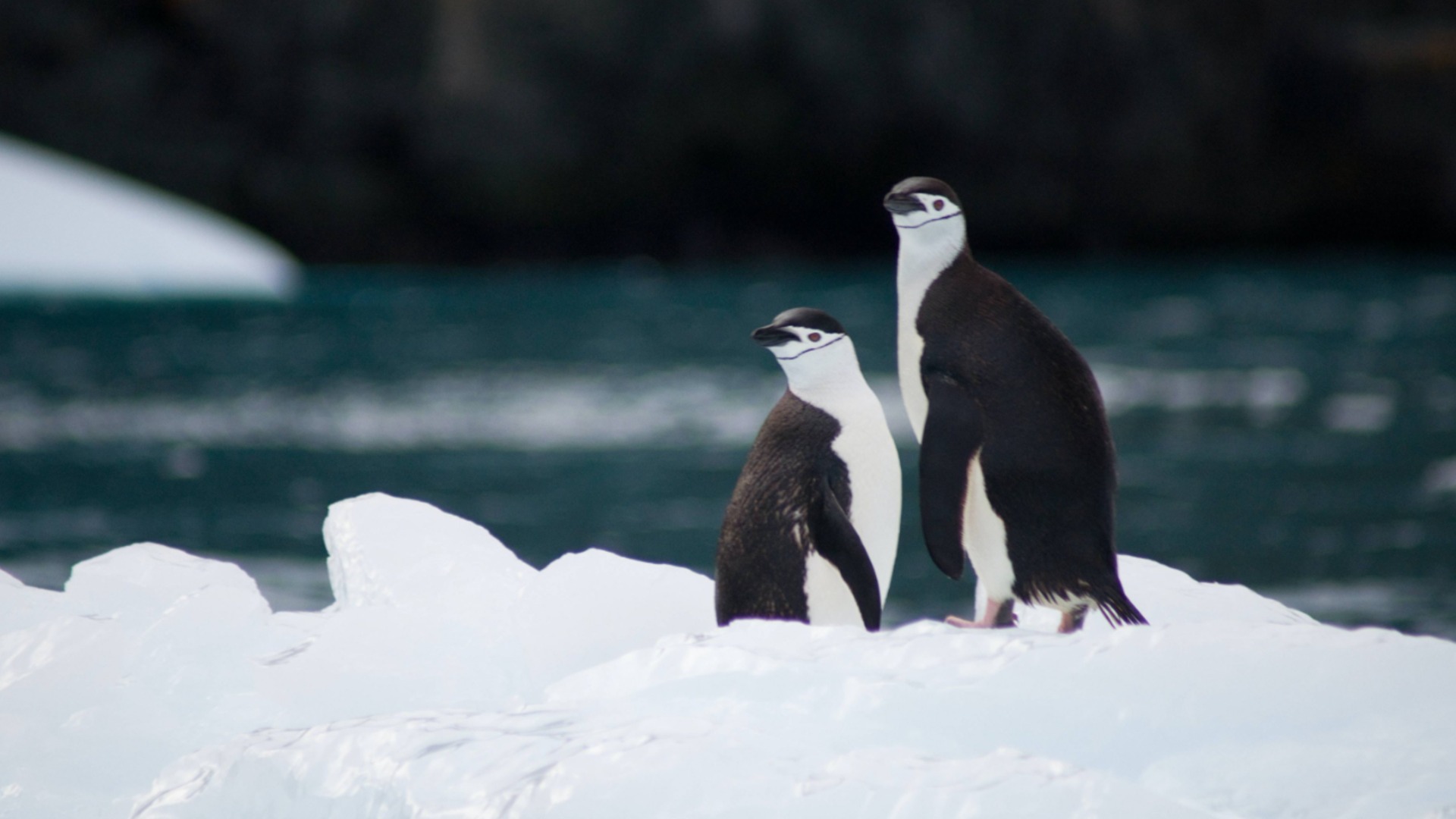 Учени откриха континент-призрак под леда на Антарктида
