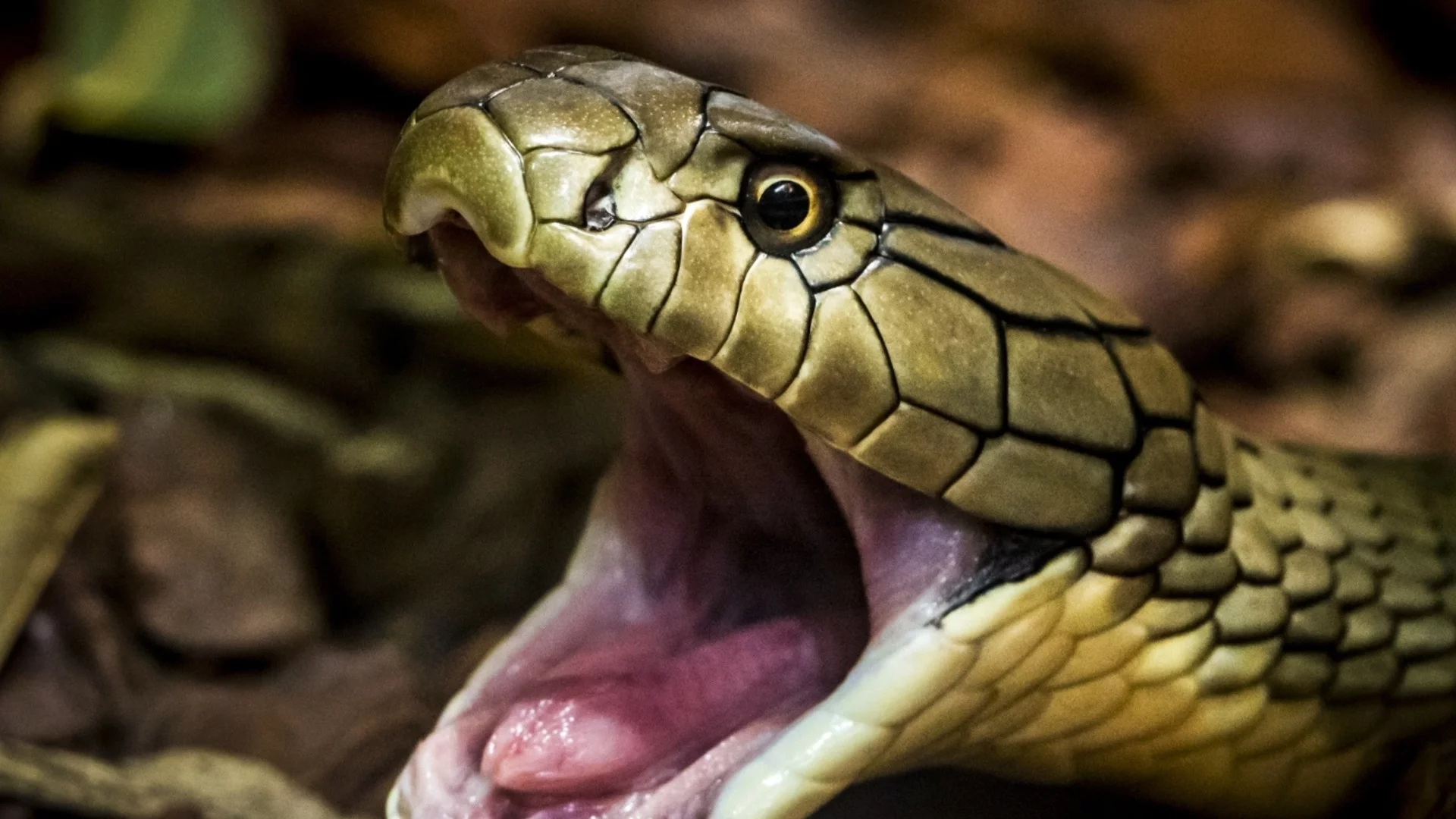 Учени откриха кога змиите са изгубили крайниците си и са променили черепите си
