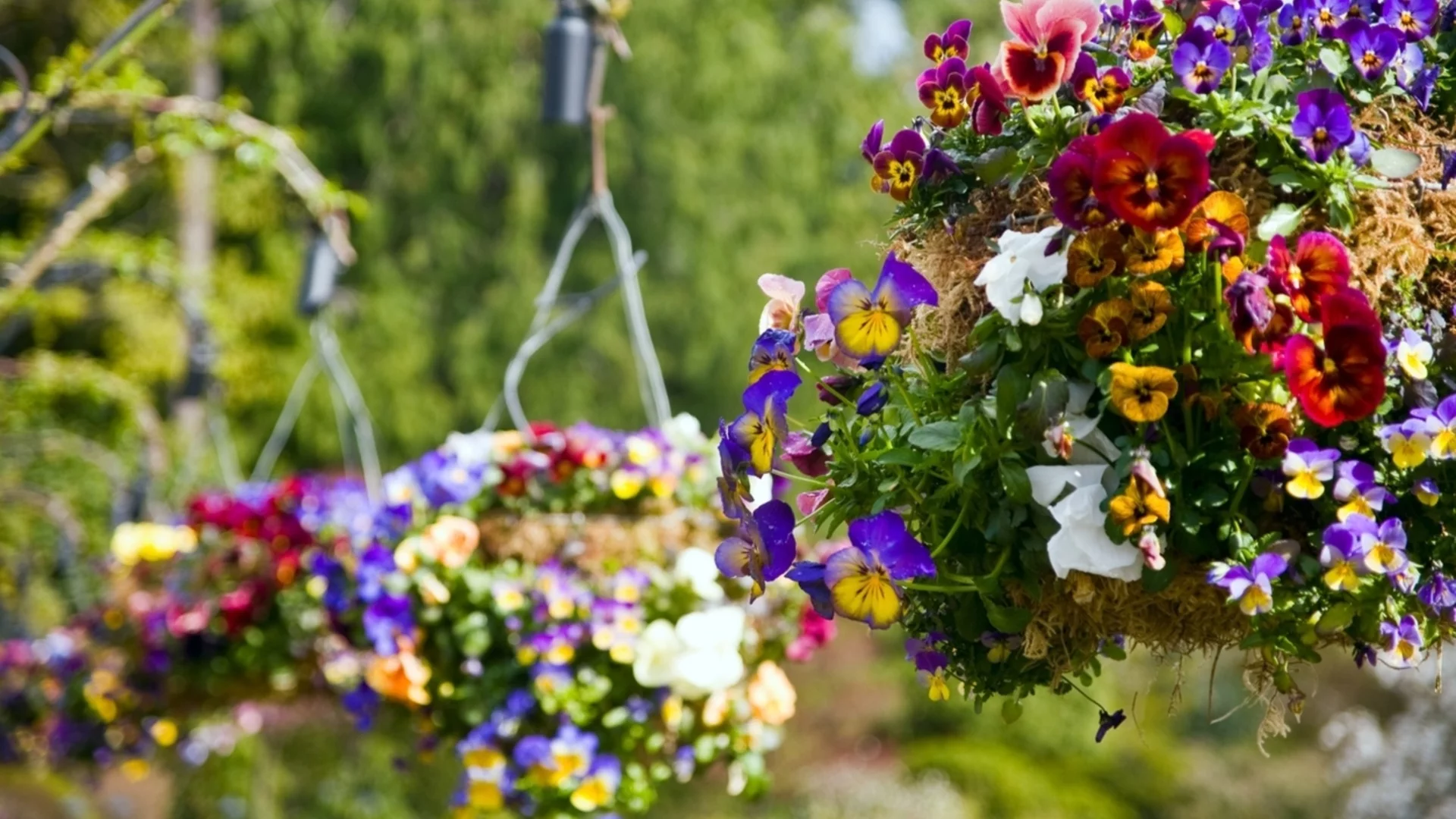 4 признака, че преполивате висящите си кошници