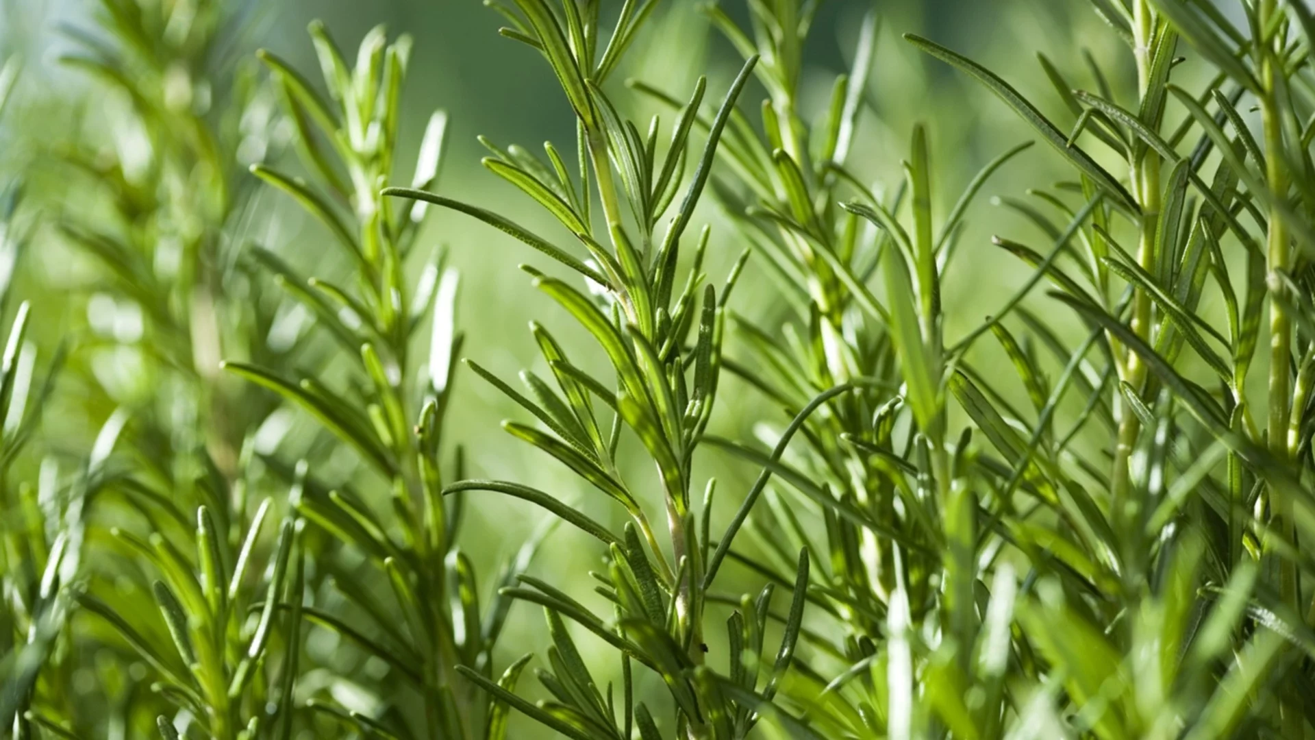 Билки, които трябва да засадите през май