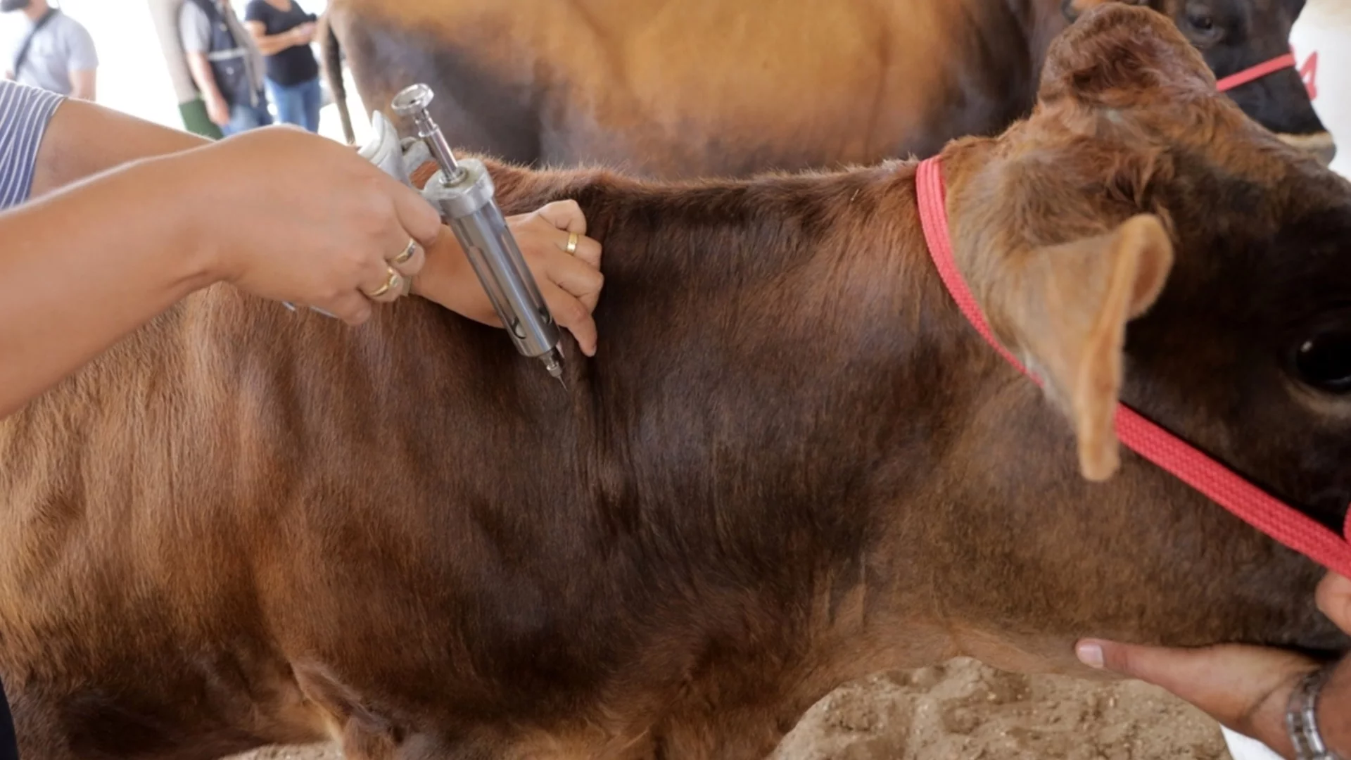 Кипър бие тревога: Шапът по добитъка се пренесе и на редки местни породи