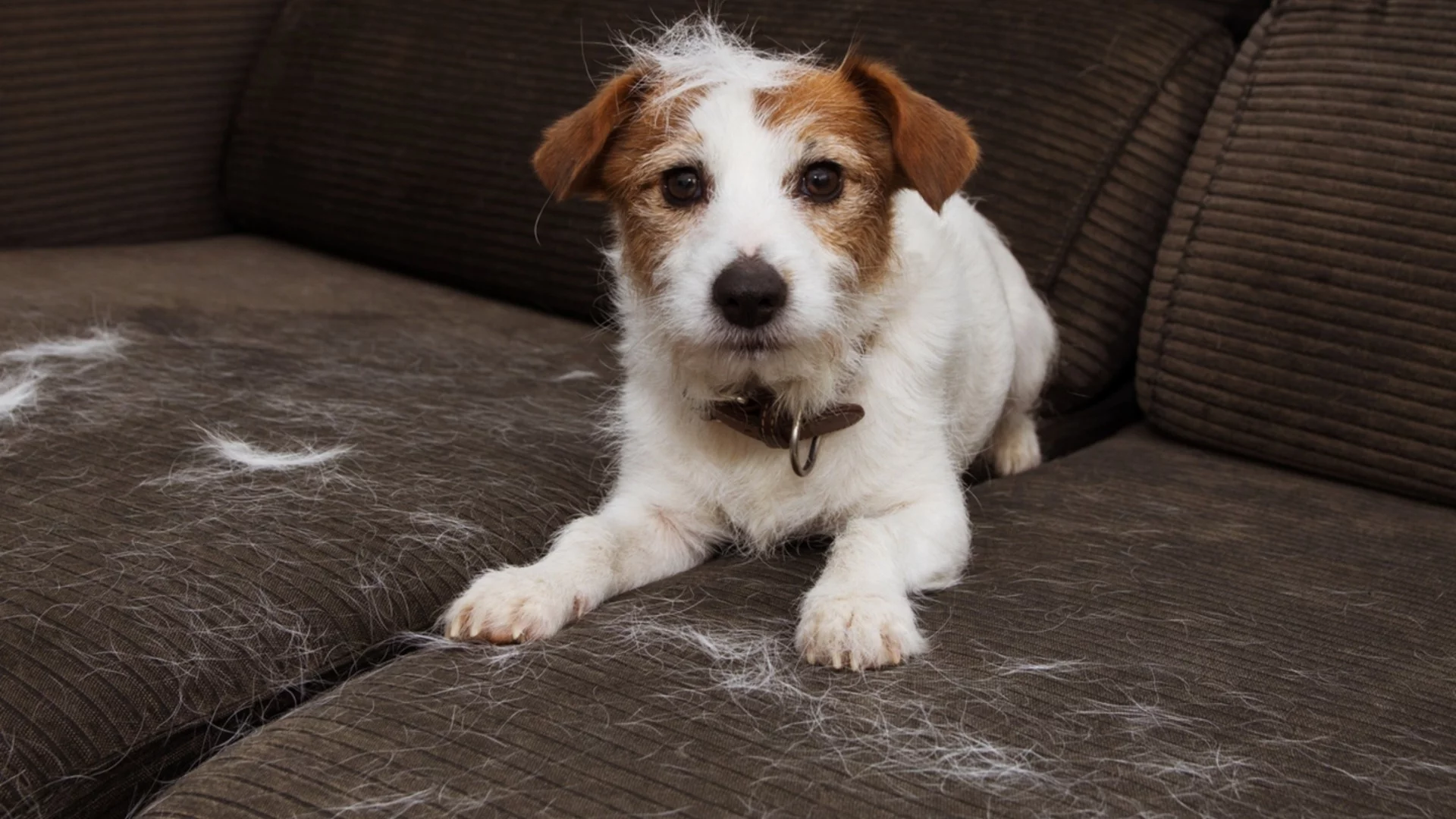 Как да махнем косми от дрехи и мебели по-бързо