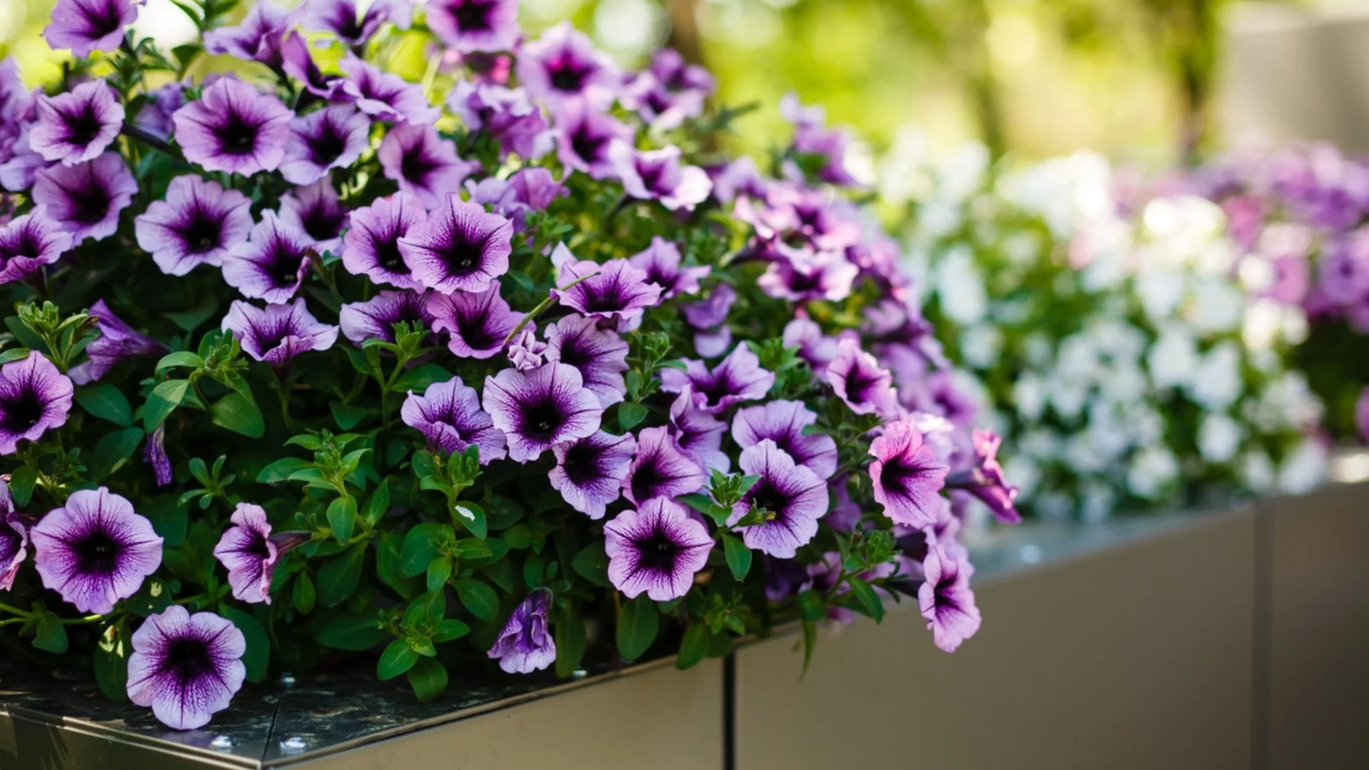 Какво да направите, ако плевелите превземат саксиите ви за цветя  