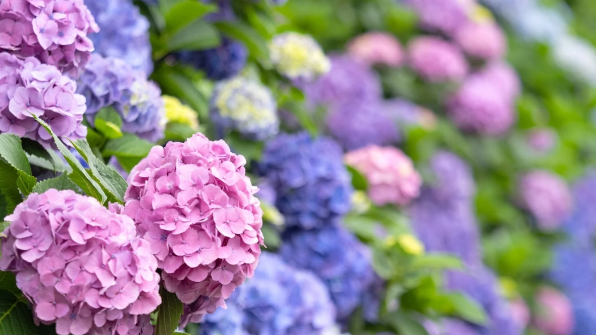 Храсти, които трябва да засадите този май