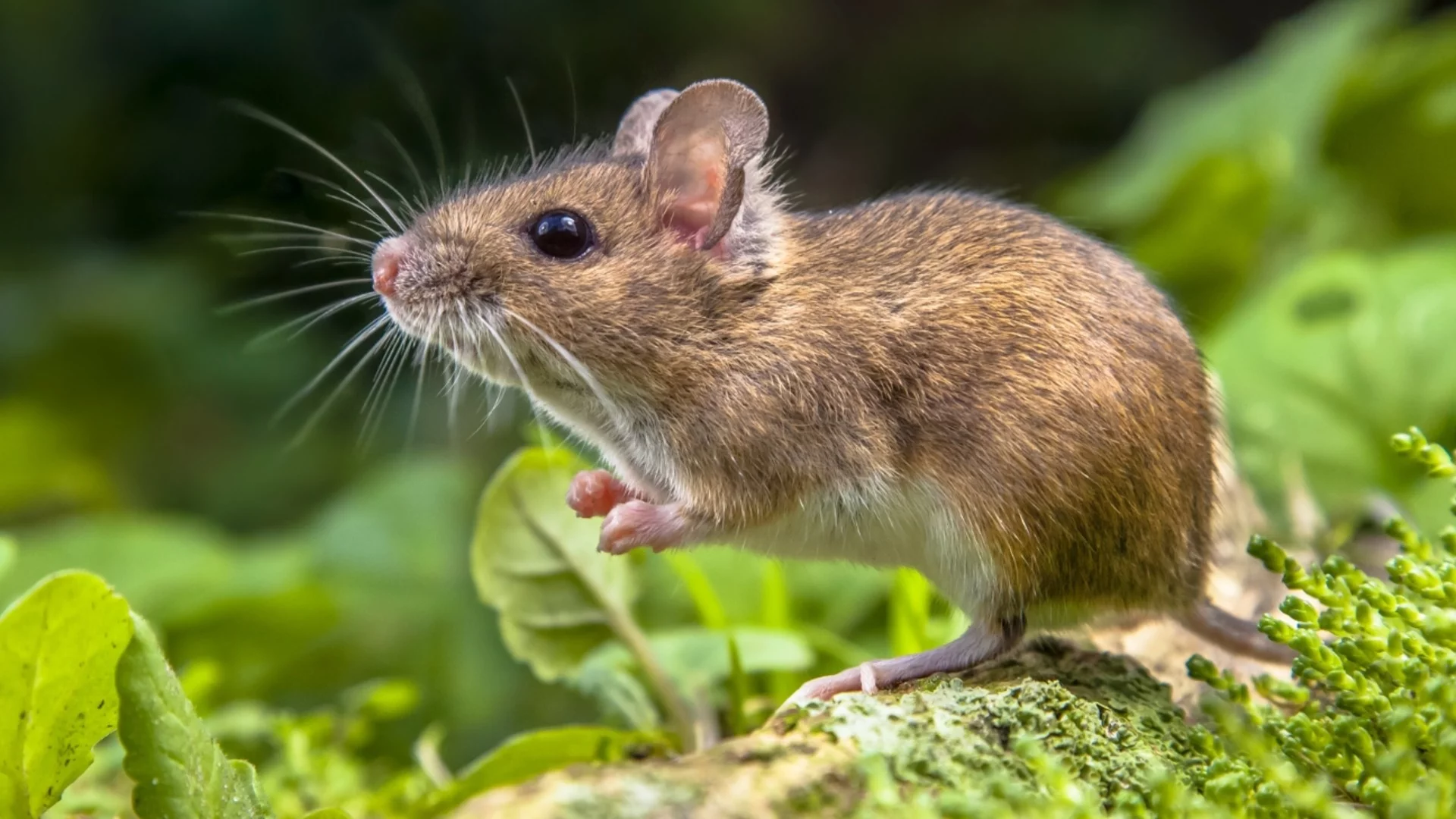 Как да използвате оцет в градината си срещу мишки и плъхове