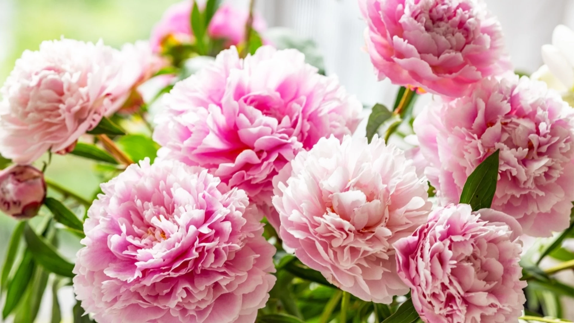 Най-важната стъпка, която трябва да направите, преди да внесете отрязани божури вътре  