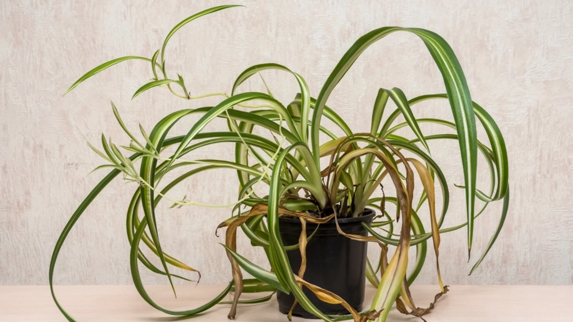 Жълти листа по паяковото растение - причини и лечение