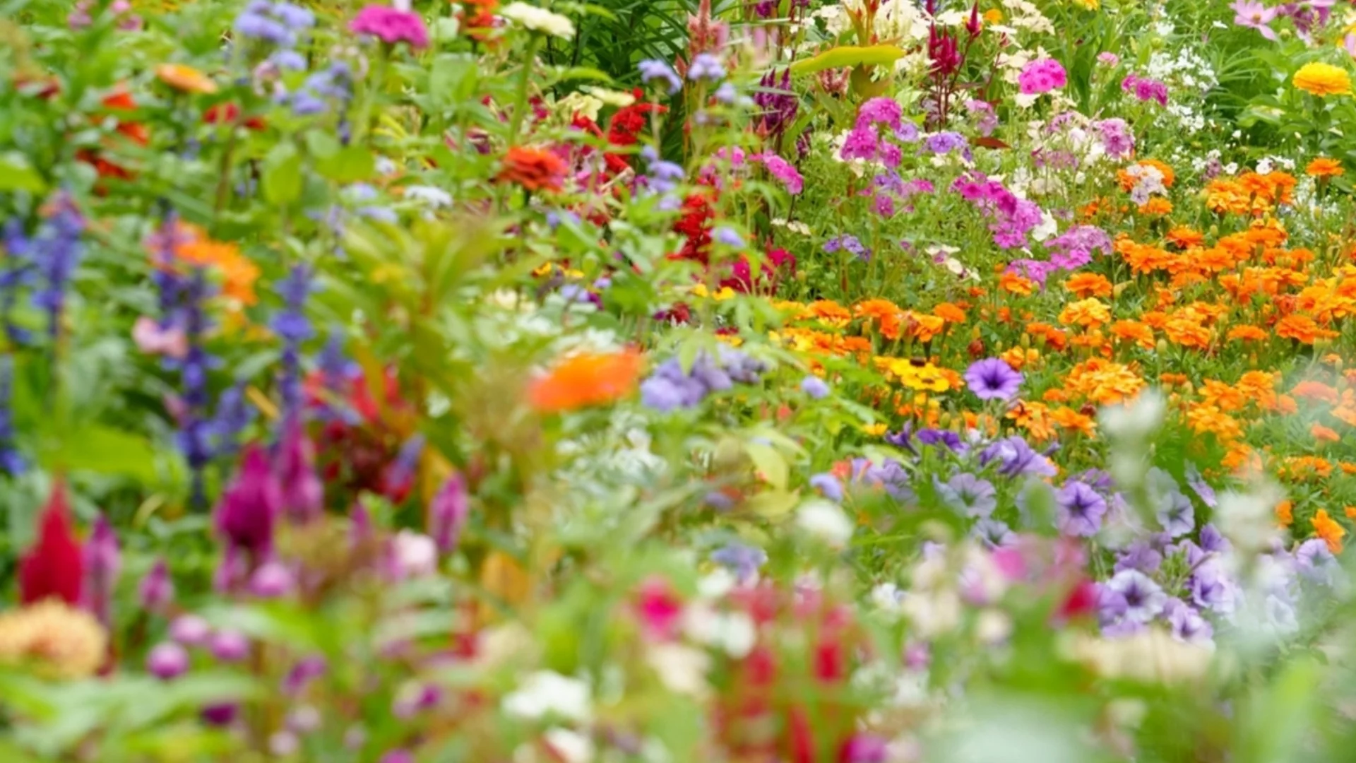 Как да превърнете двора си в поляна с диви цветя за месеци лесен цъфтеж