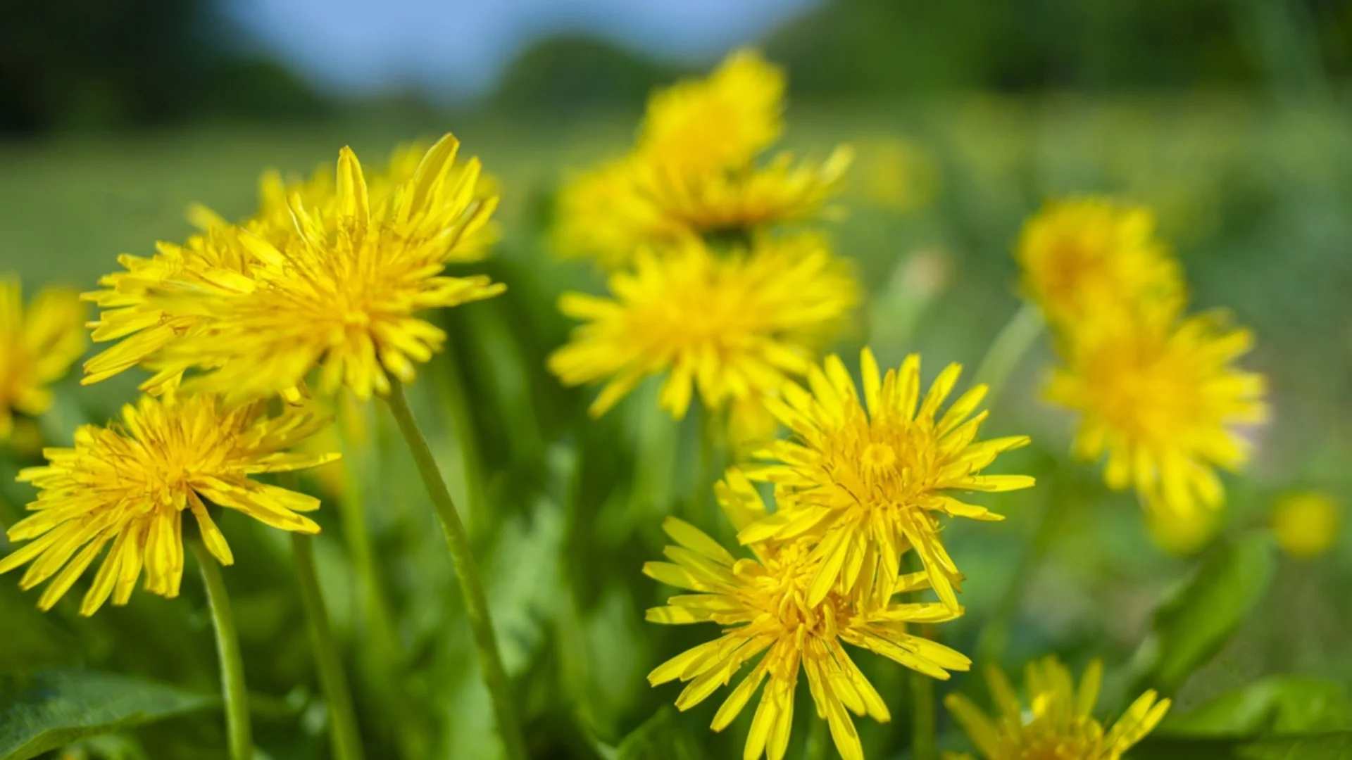 Как да държите глухарчетата далеч от тревата си