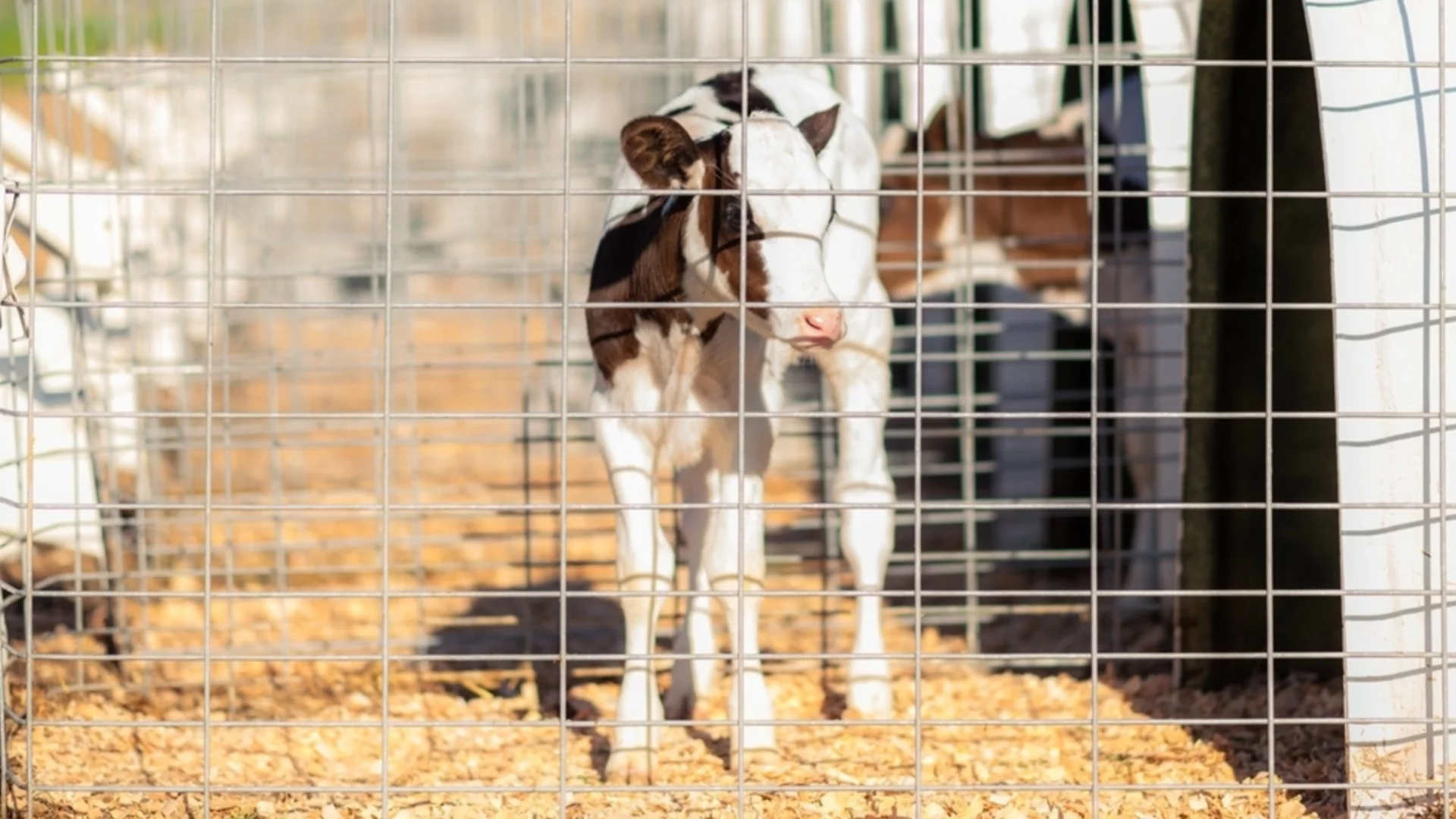 Депутатите, които обещаха по-добра грижа за животните (СПИСЪК)