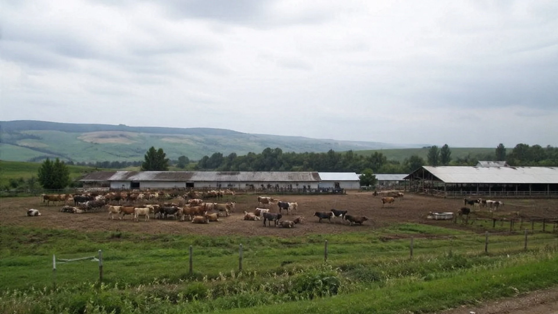 Десетки говеда под ножа: БАБХ откри поредно огнище на бруцелоза