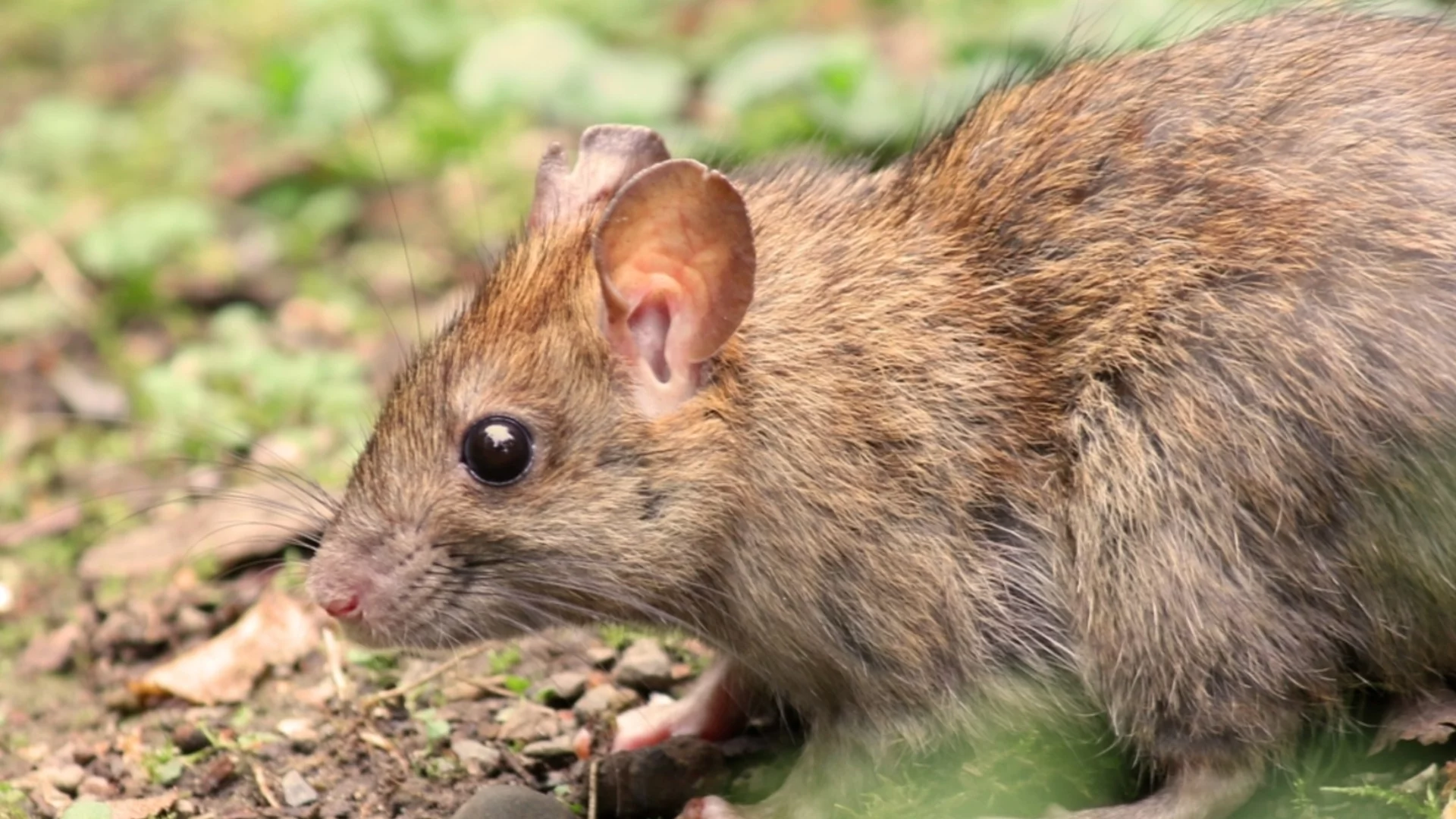 Какво да правите, когато откриете гризачи в градината си