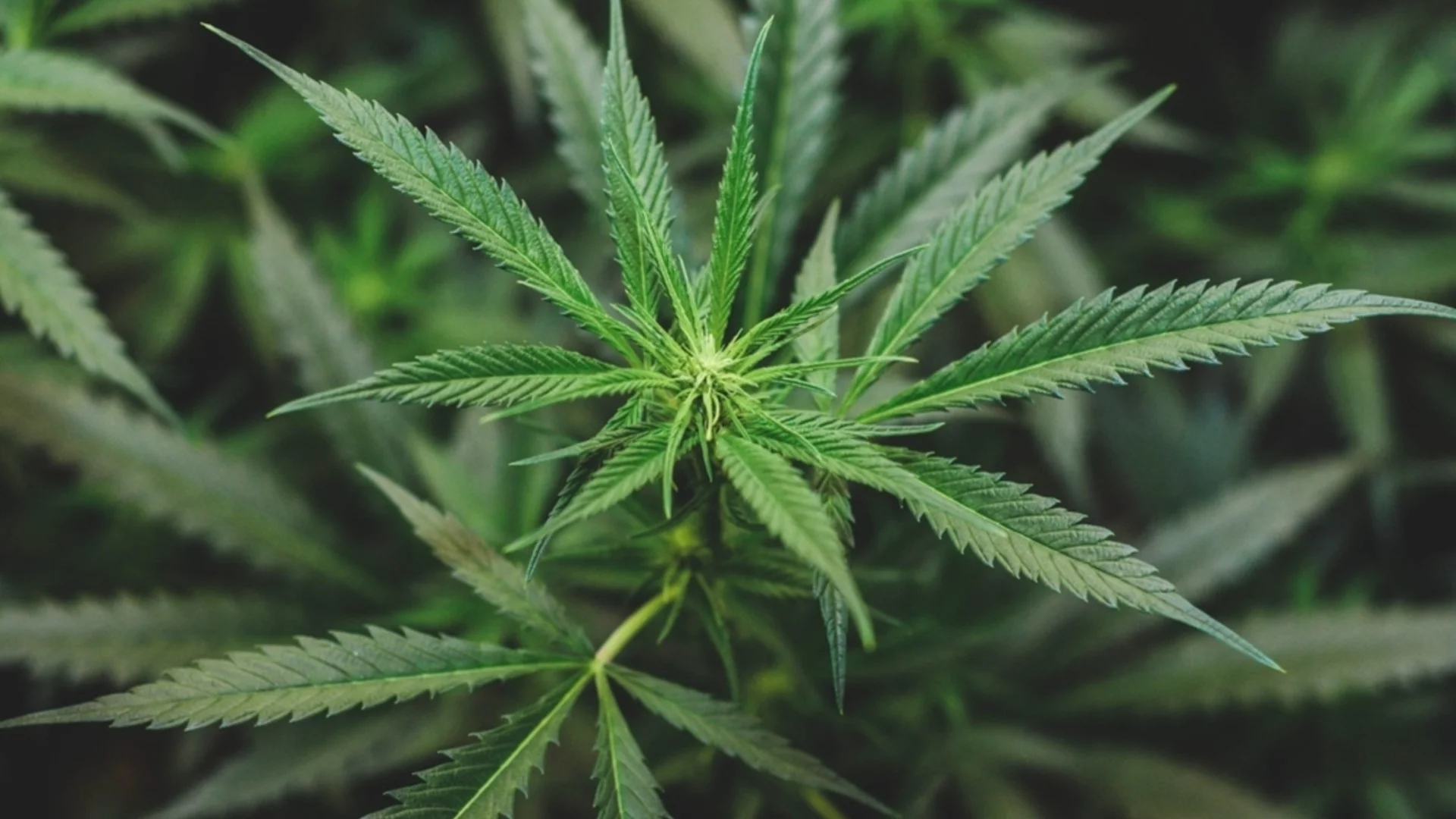 Подземен град с канабис в България: Разкрития на ДАНС и ГДБОП