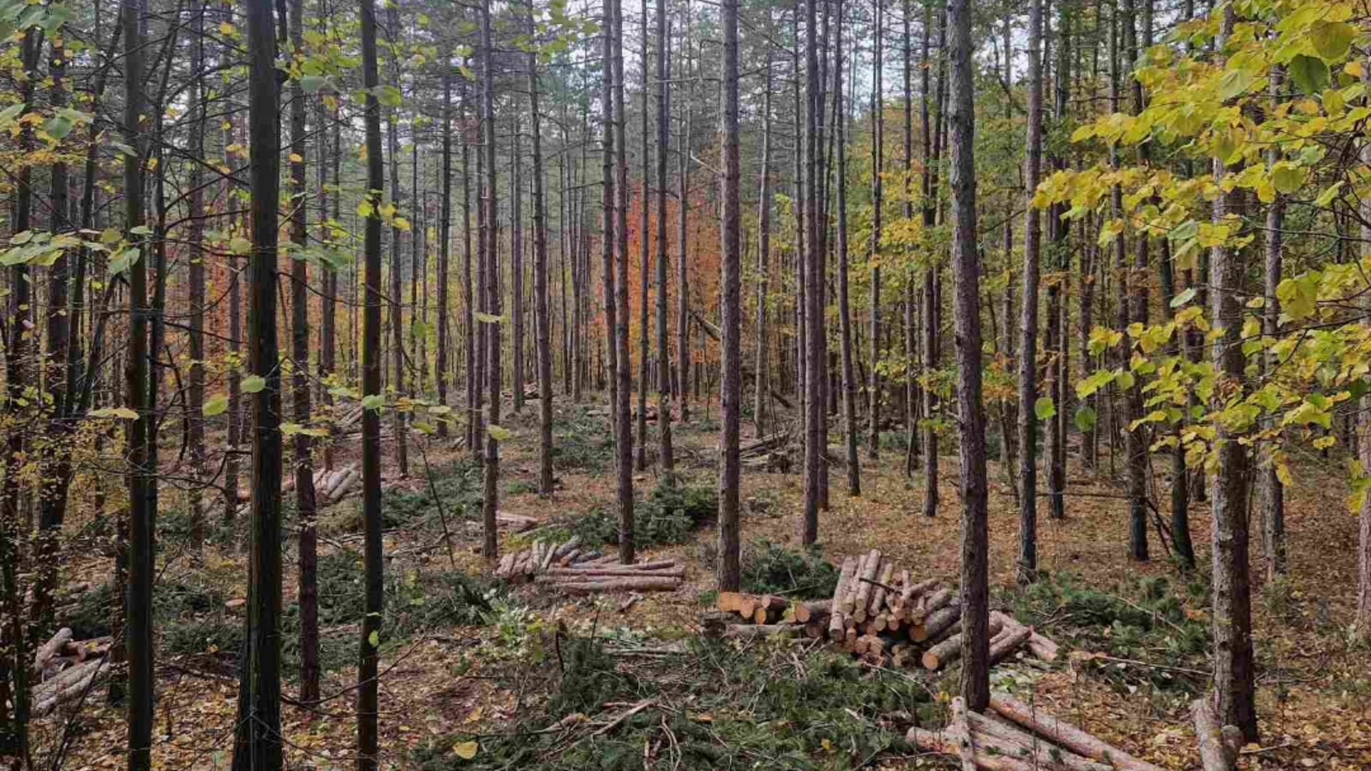 Запасът на горите за последните 5 г. у нас е нараснал, България е първа в ЕС по защитени територии