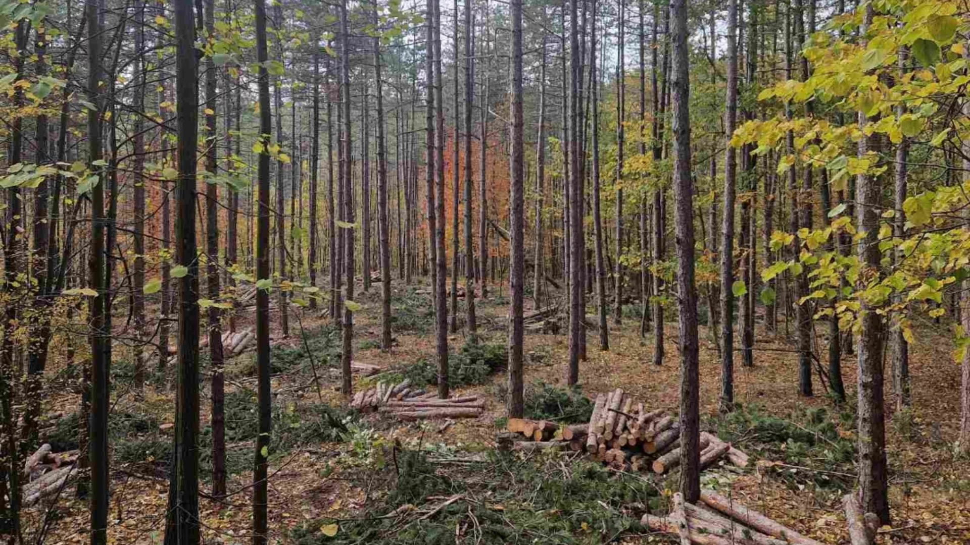 България остава първа в ЕС по защитени територии, запасът на горите за последните 5 г. е нараснал