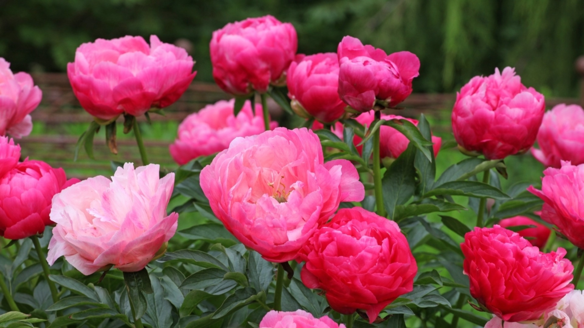 Най-честата грешка, която трябва да избегнете, когато засаждате божури