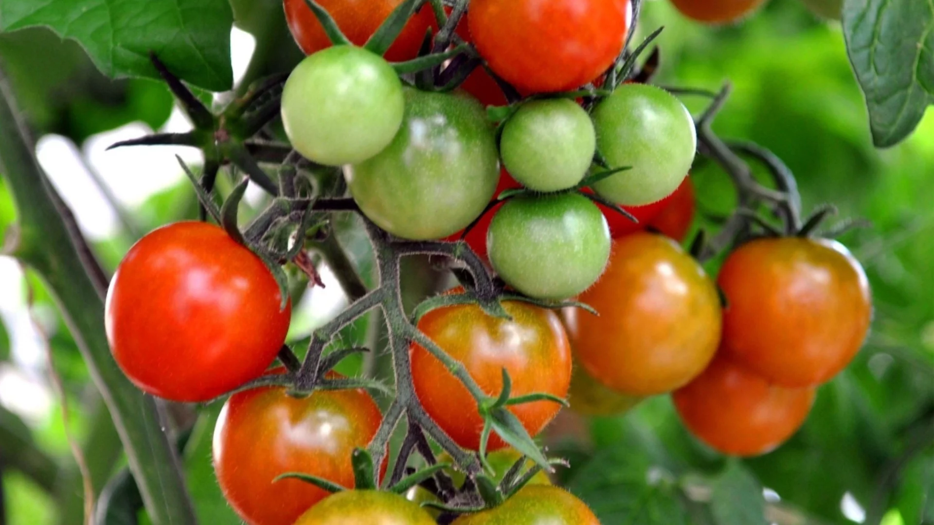 Как да засадите чери домати от семена 