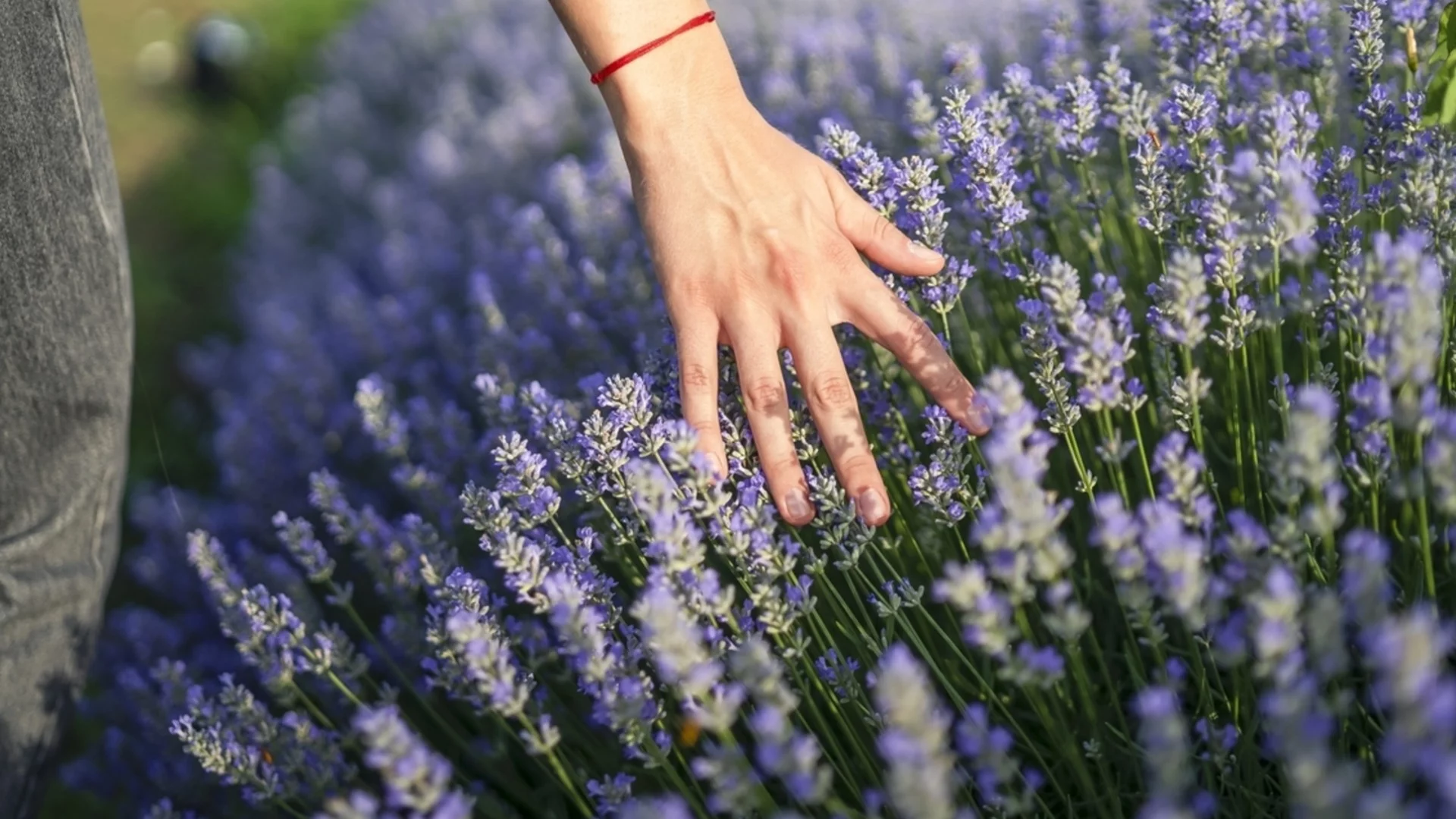 Цветя, които нямат нужда от ежедневно поливане