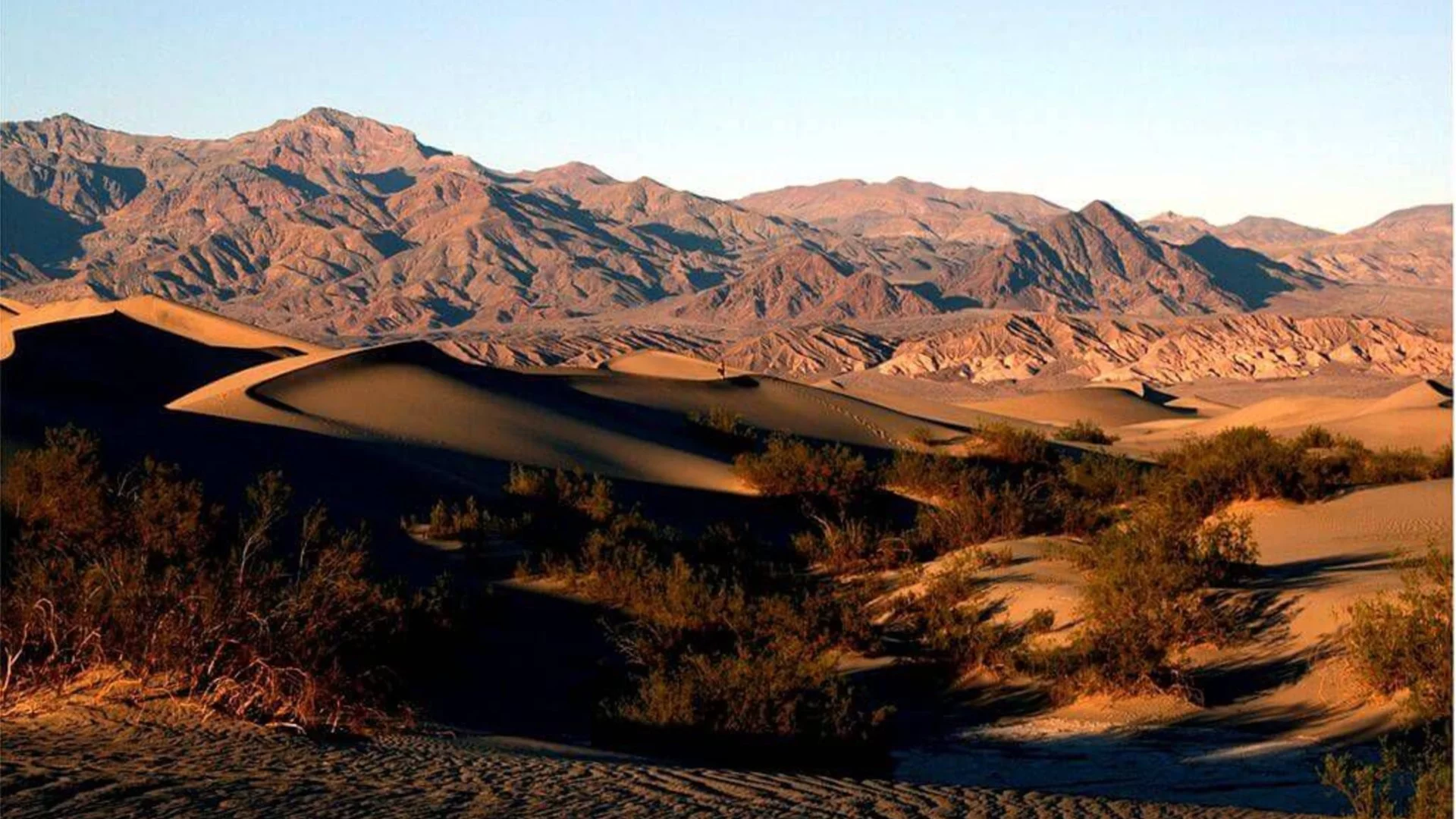 Най-суровото място на Земята се превърна в безкраен килим от цветя (ВИДЕО)