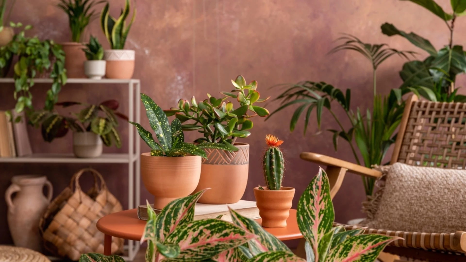 Как да комбинираме цветя в сандъче, така че да си подхождат по растеж и цъфтеж