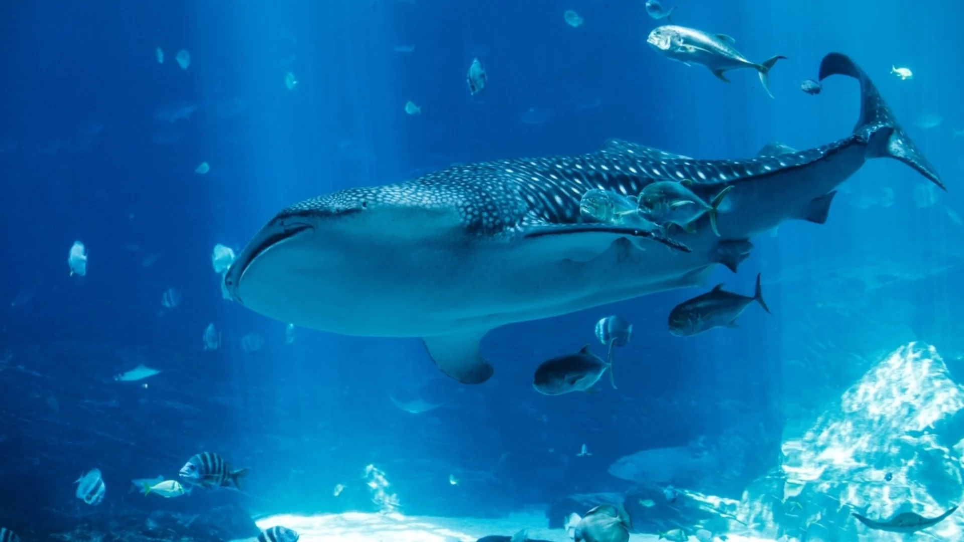 Райско убежище: Изследване разкрива къде се крият застрашен вид морски гиганти