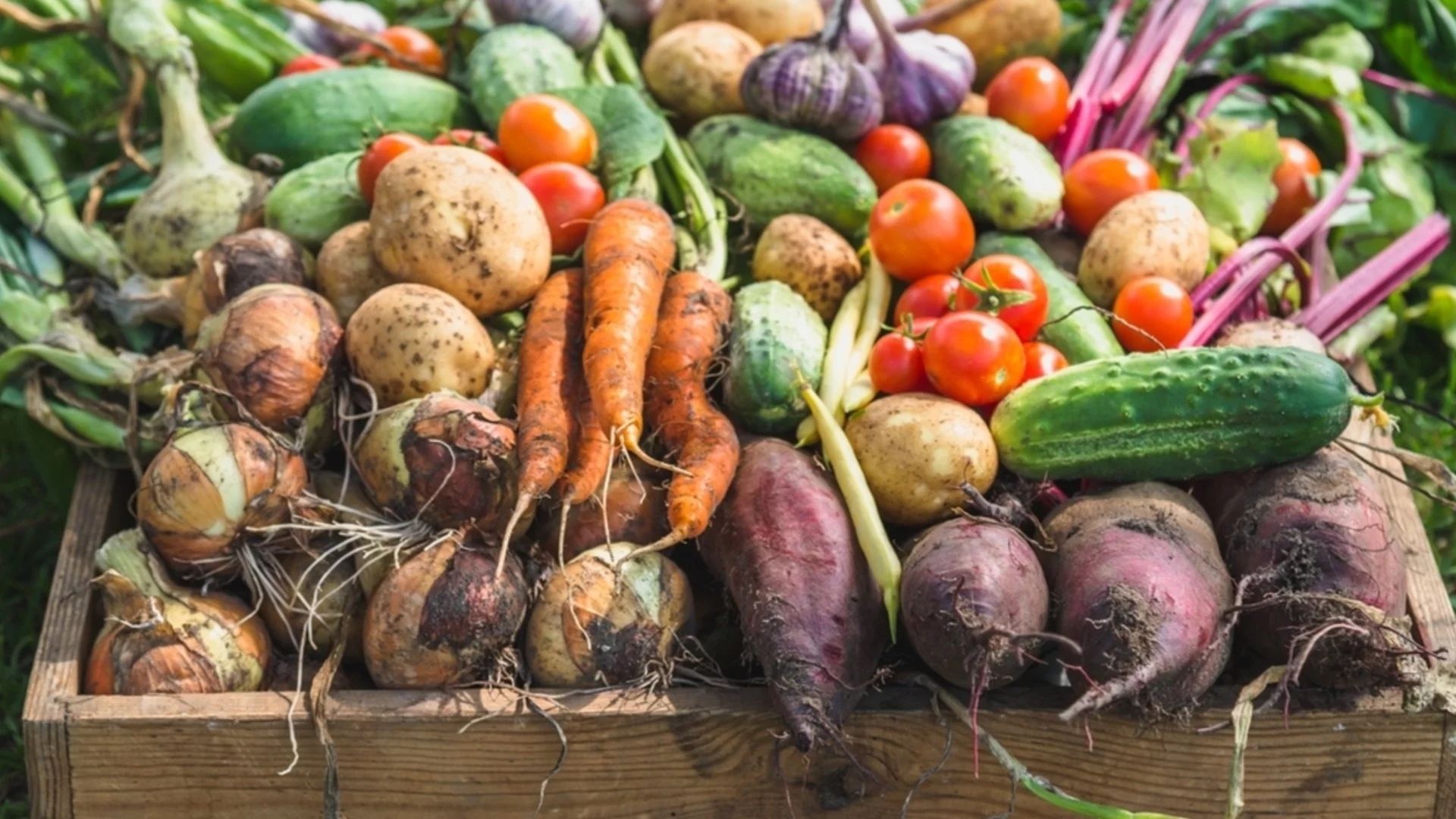 Най-лесните зеленчуци за отглеждане в градината