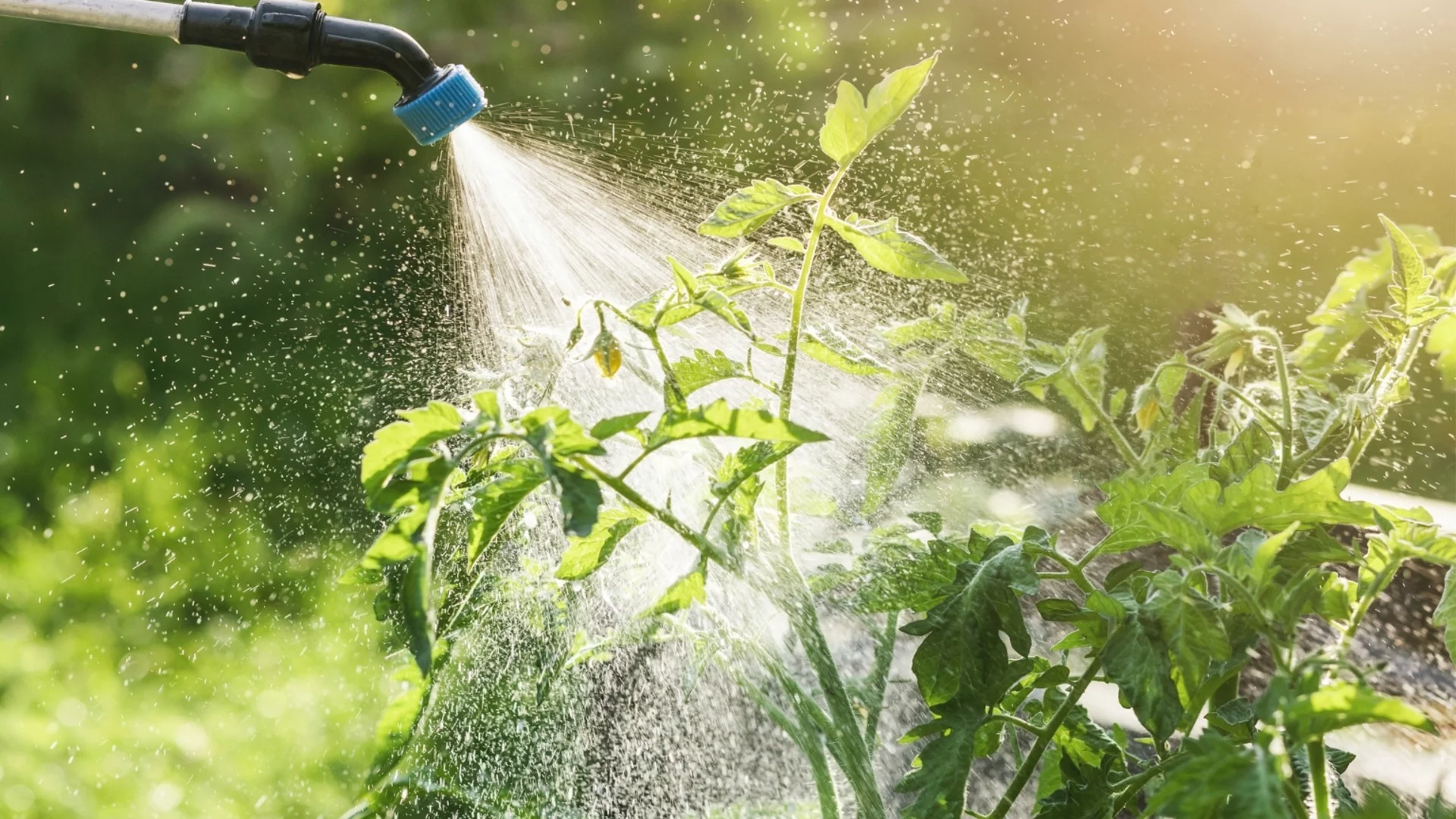 Колко често трябва да поливате градината си - и правите ли го твърде много?