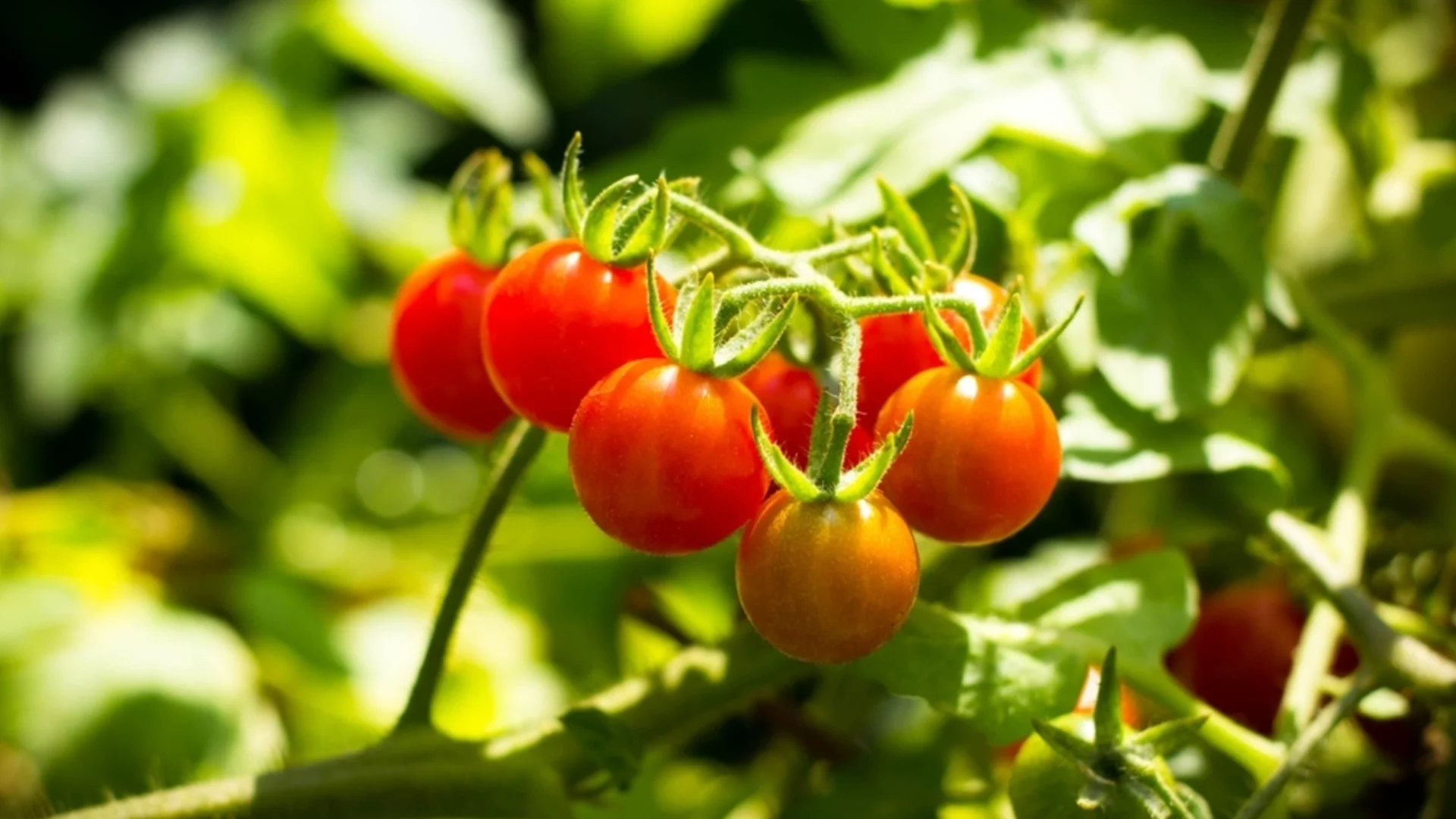 Как лесно да отгледате богата реколта от чери домати